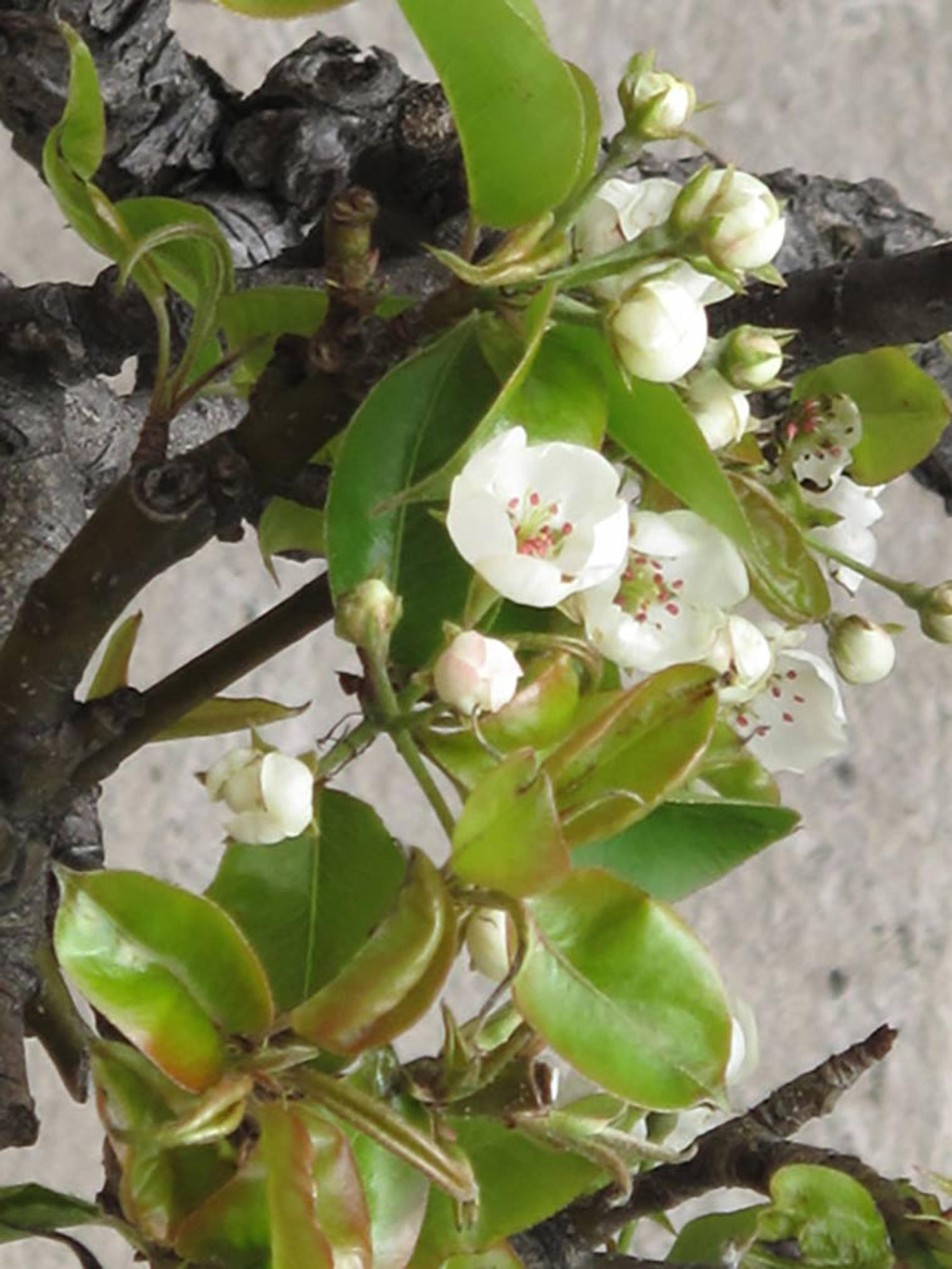 Close-up shot of a pear blossom at The Met Cloisters
