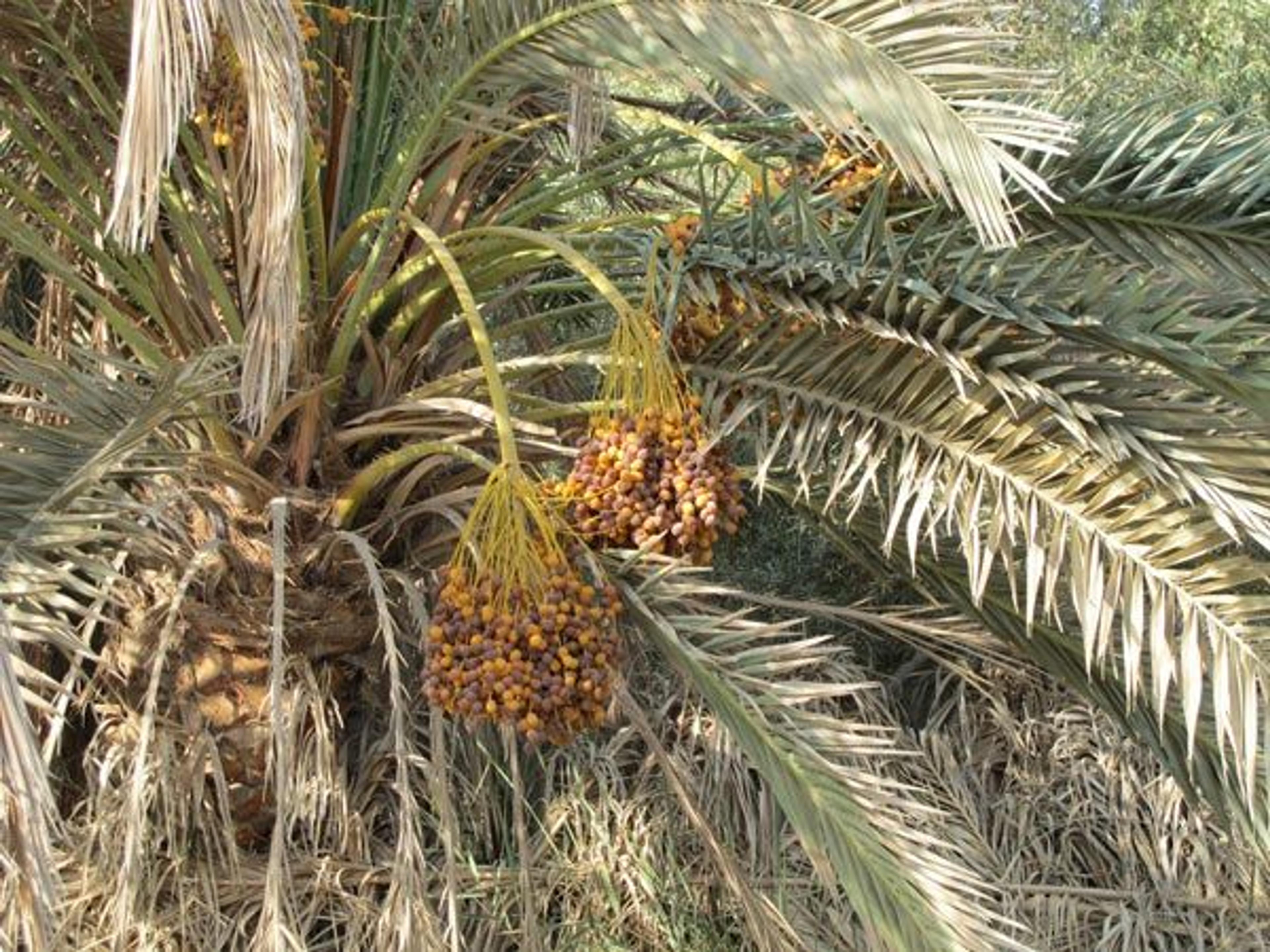 Date palm tree in Egypt 