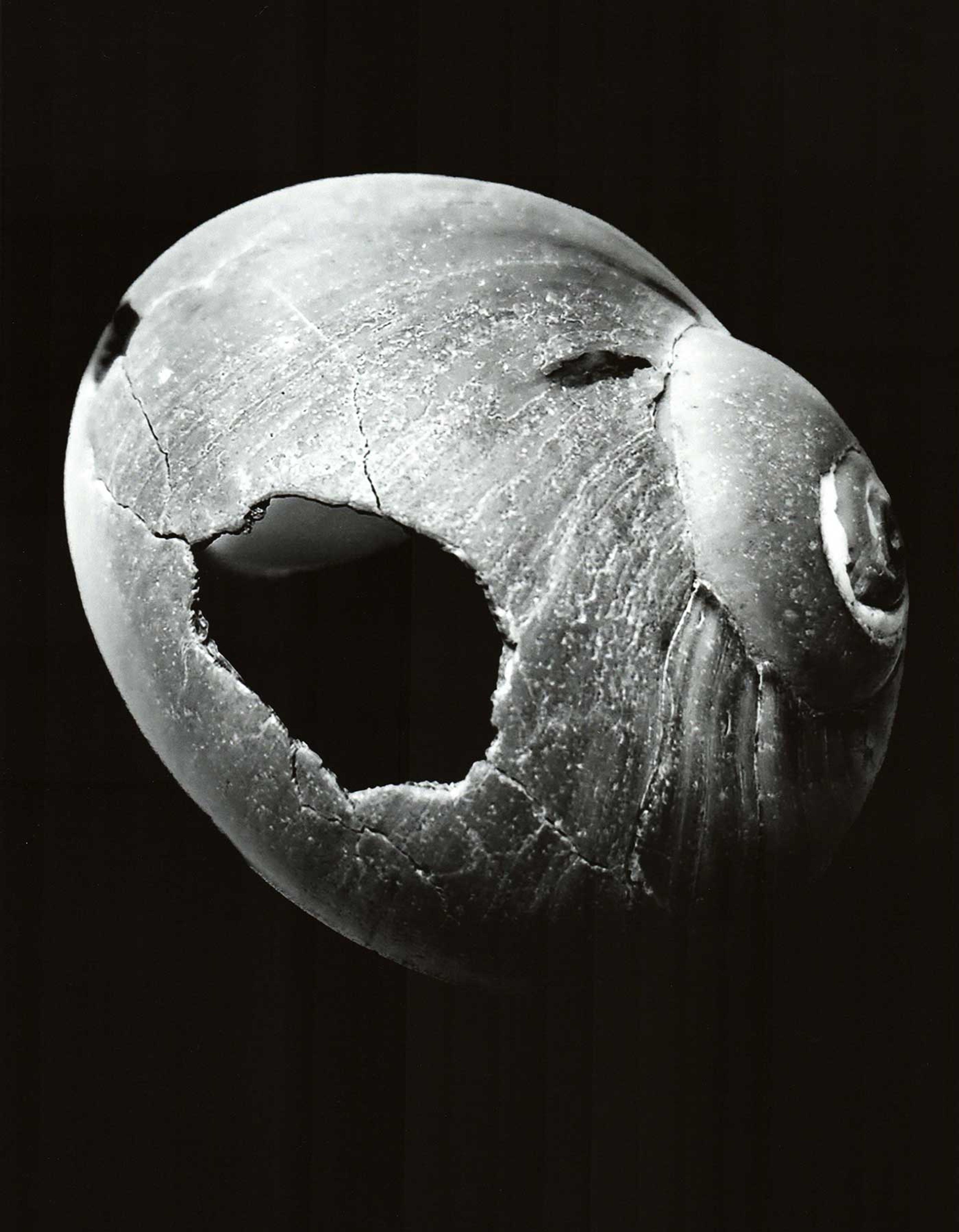Black and white photograph of a cracked shell.