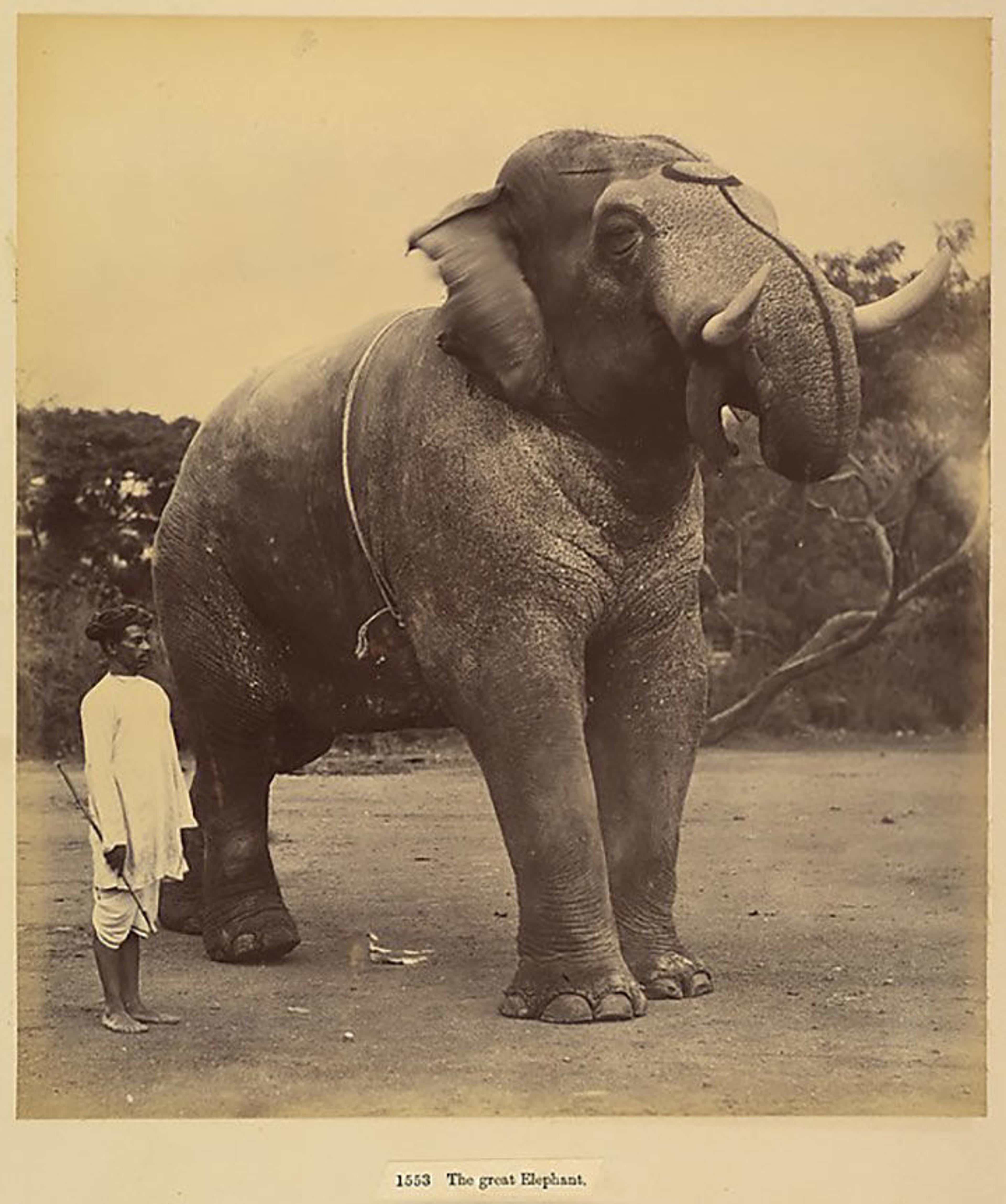 Albumen silver print photograph of a great elephant, circa 1885