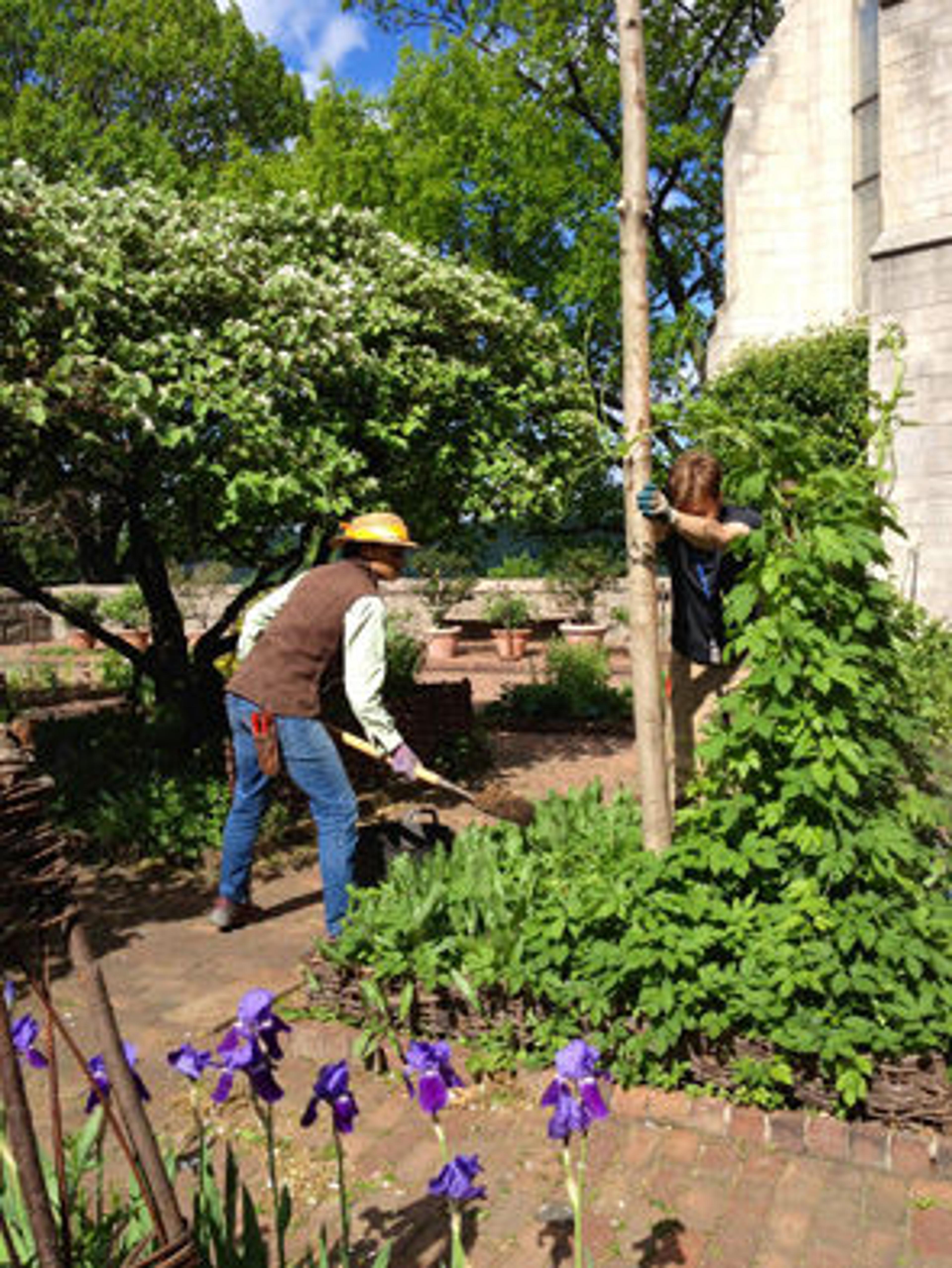 Gardeners backfill the posthole in the medieval brewing bed. Photograph by Caleb Leech