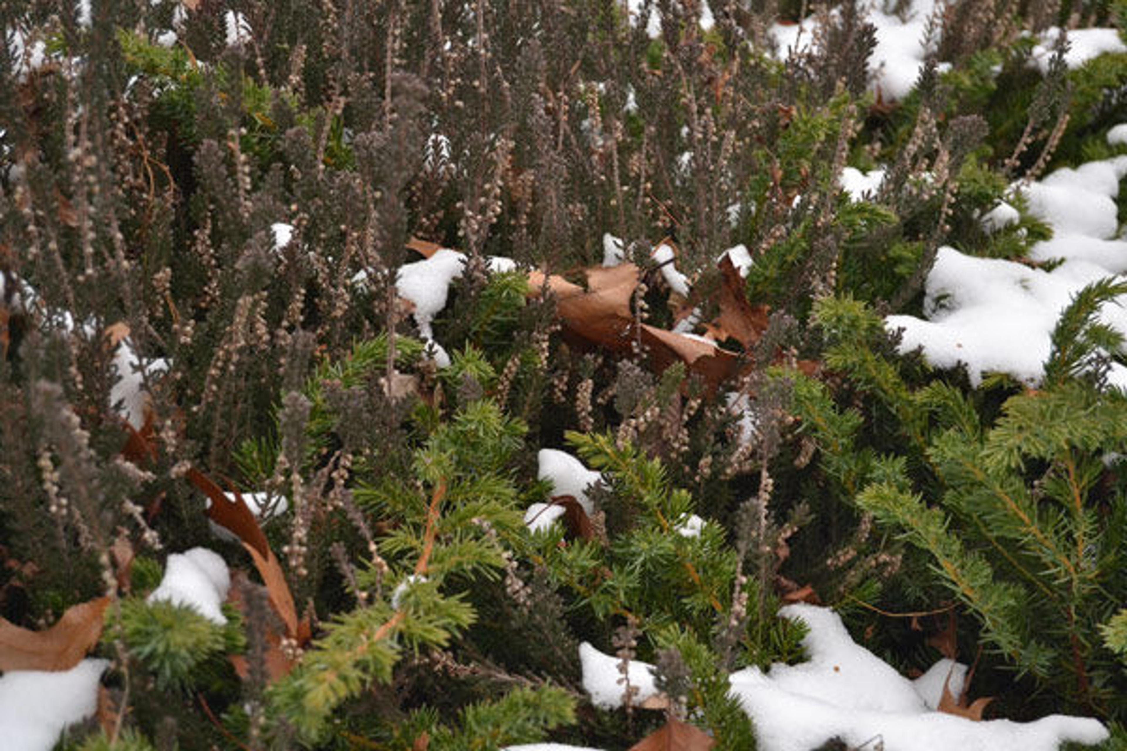 Wiltonii juniper (Juniperus horizontalis "Wiltonii") cascades over a natural rock outcrop and mingles with an adjacent thicket of Kerstin heather (Calluna vulgaris "Kerstin")