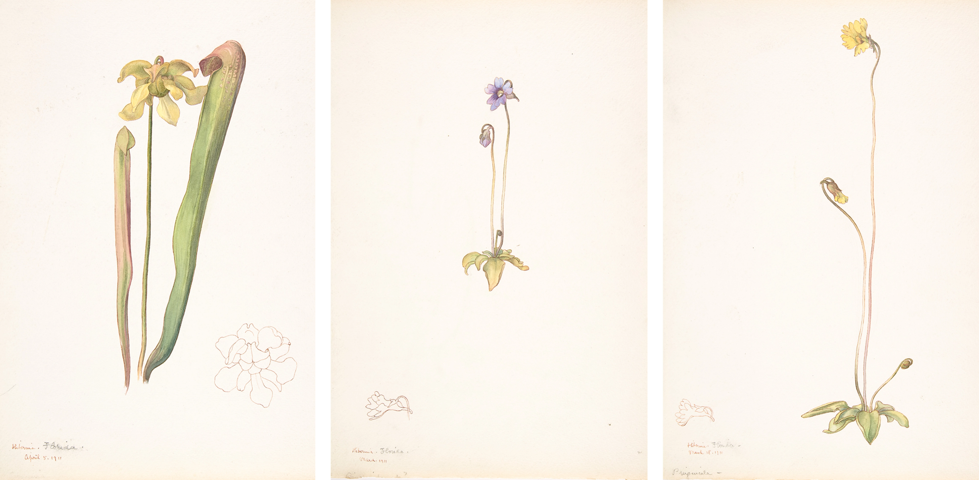 Three watercolors on light paper of carnivorous plants, each with delicate stems and petals.