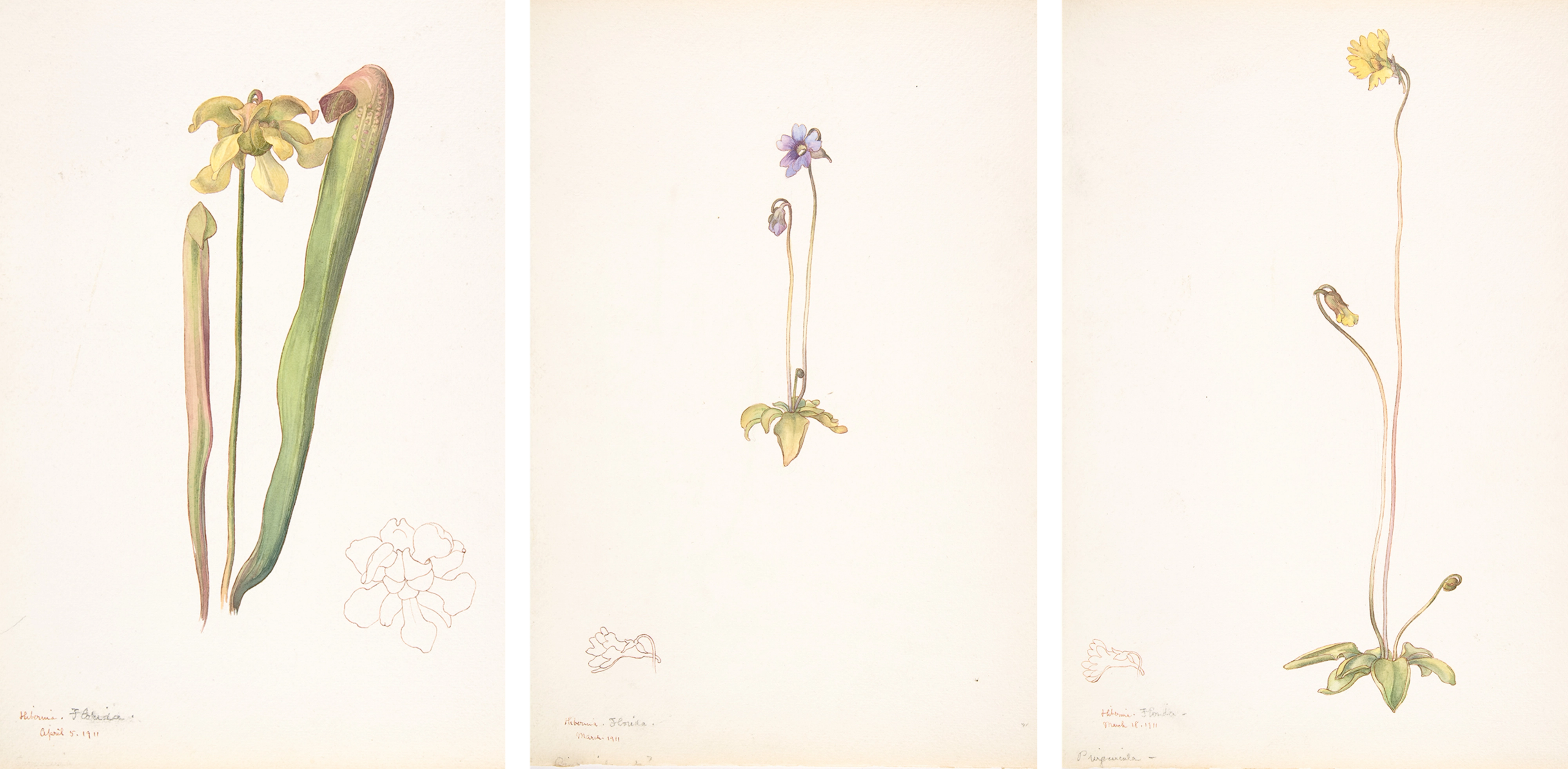 Three watercolors on light paper of carnivorous plants, each with delicate stems and petals.