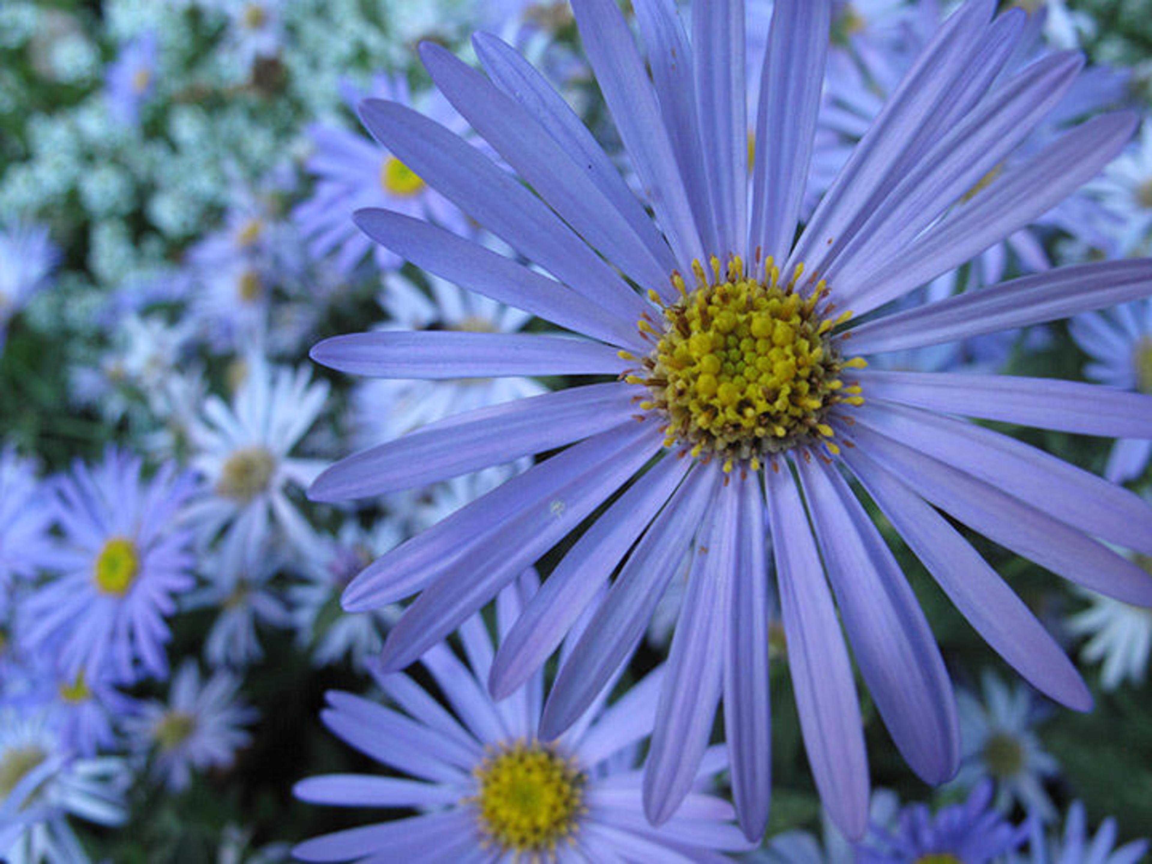 Purple flowers known as Aster amellus