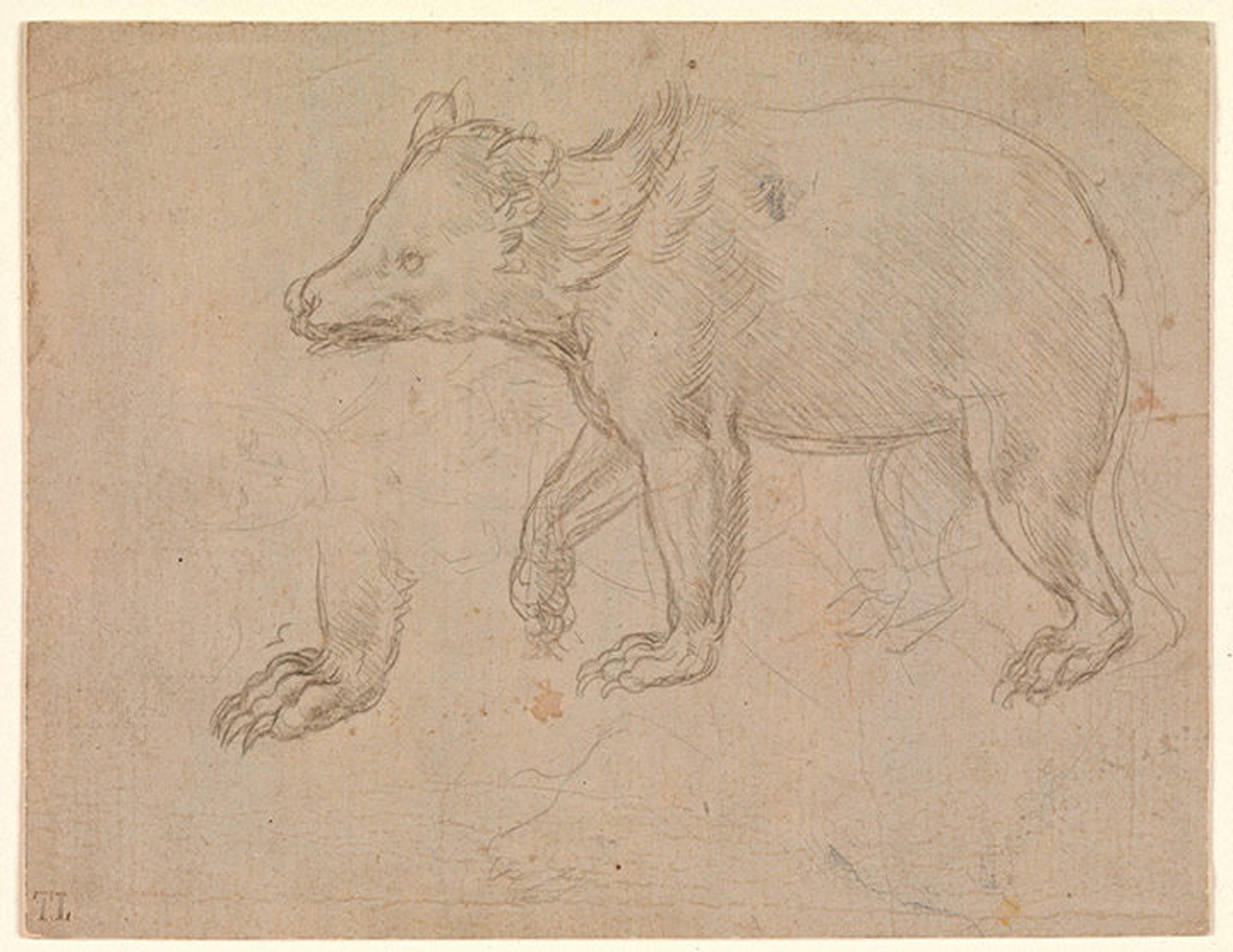 A Bear Walking, Leonardo da Vinci