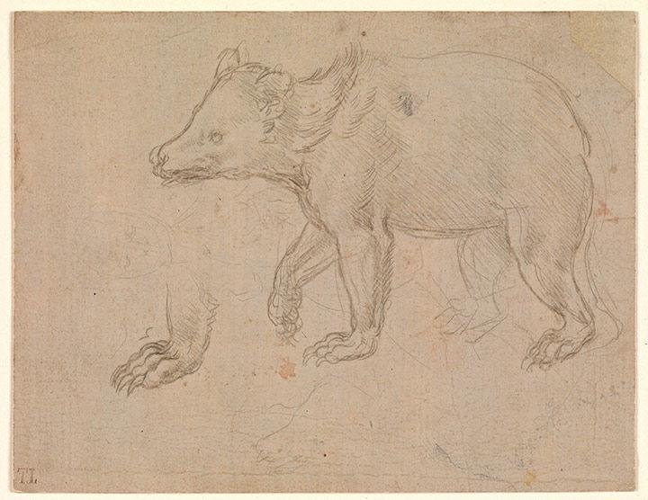 A Bear Walking, Leonardo da Vinci