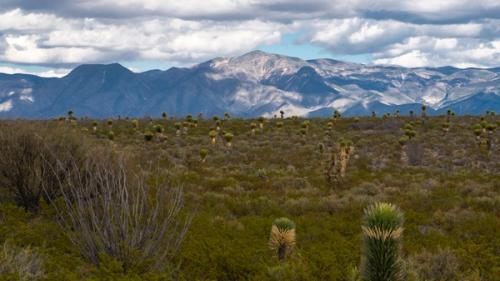 Image for A Song of the Stone