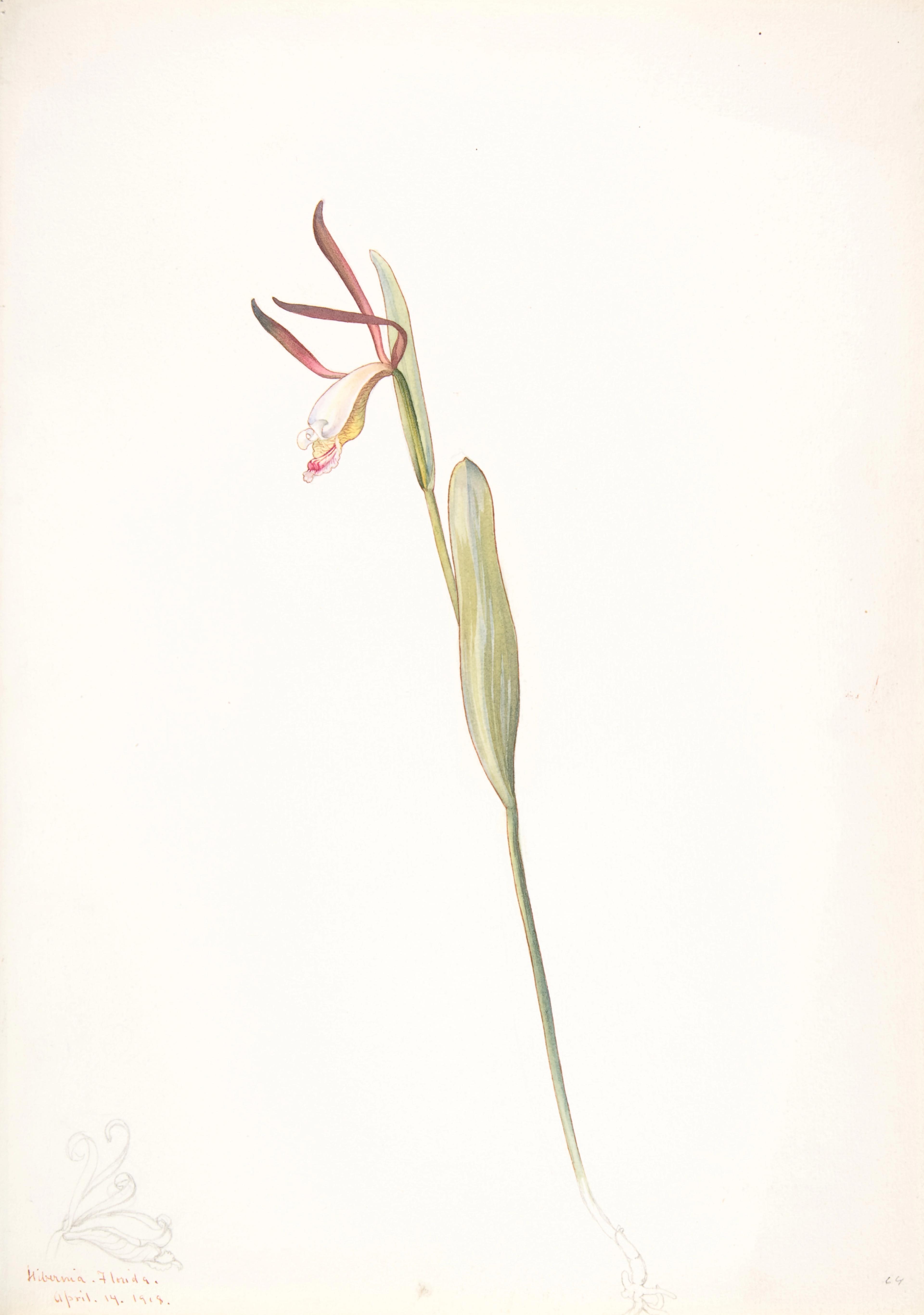 Botanical illustration of a slender plant with narrow leaves and a pale flower with curved pink petals.