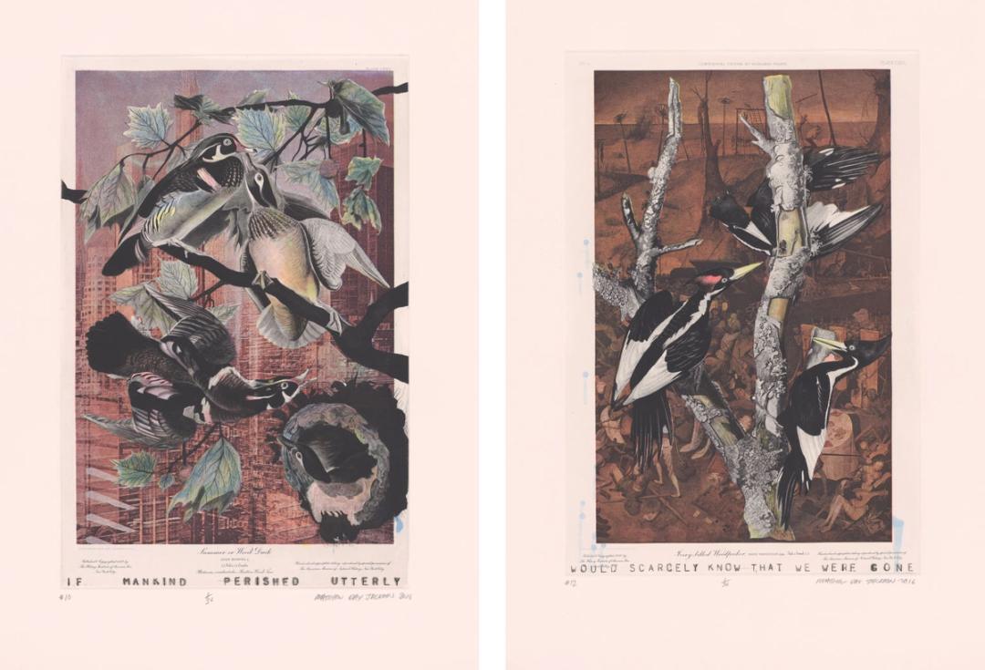Birding at The Met: A Selection of Drawings and Prints - The ...