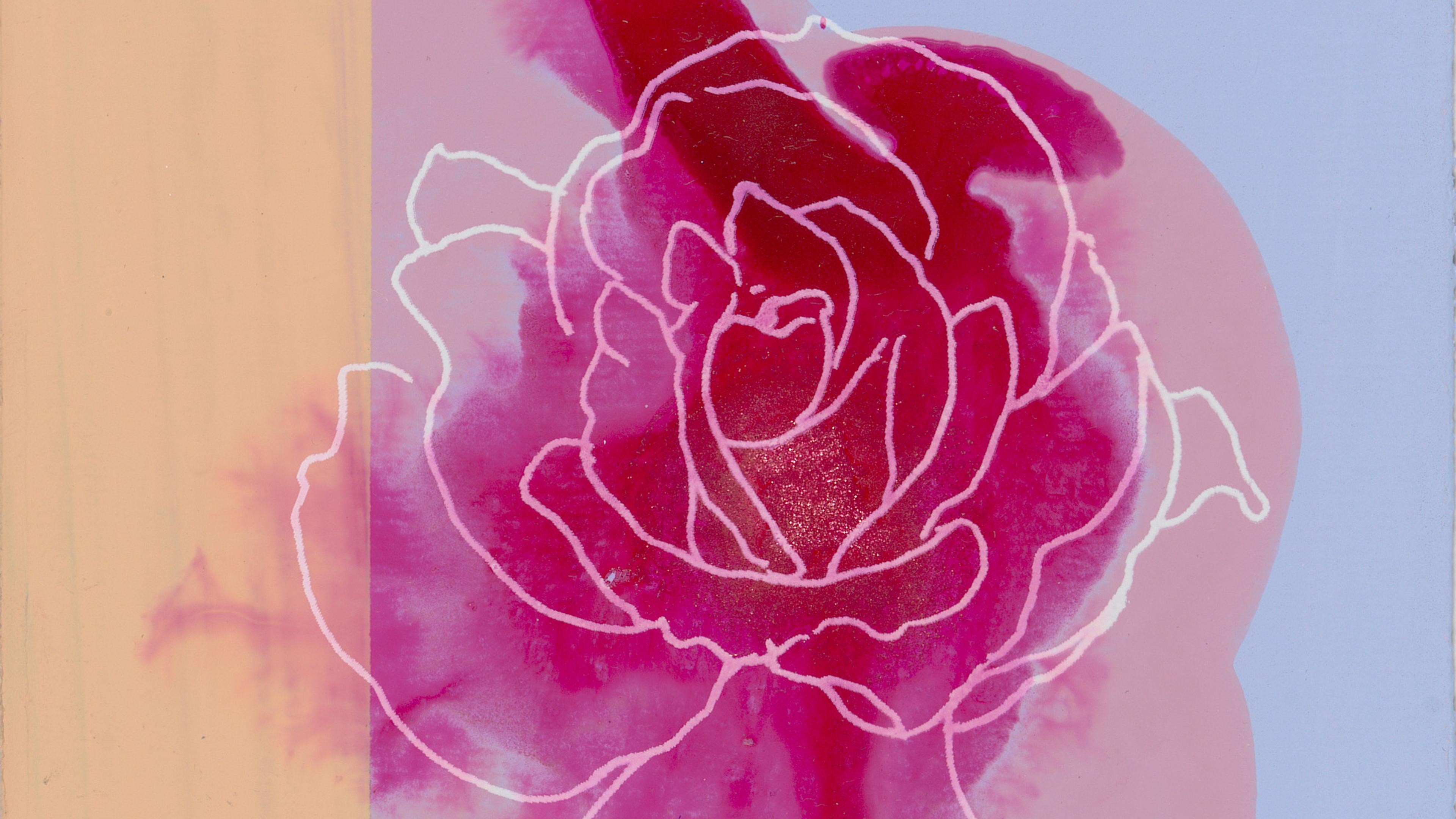 White-line tracing of a rose against a pink watercolor background.