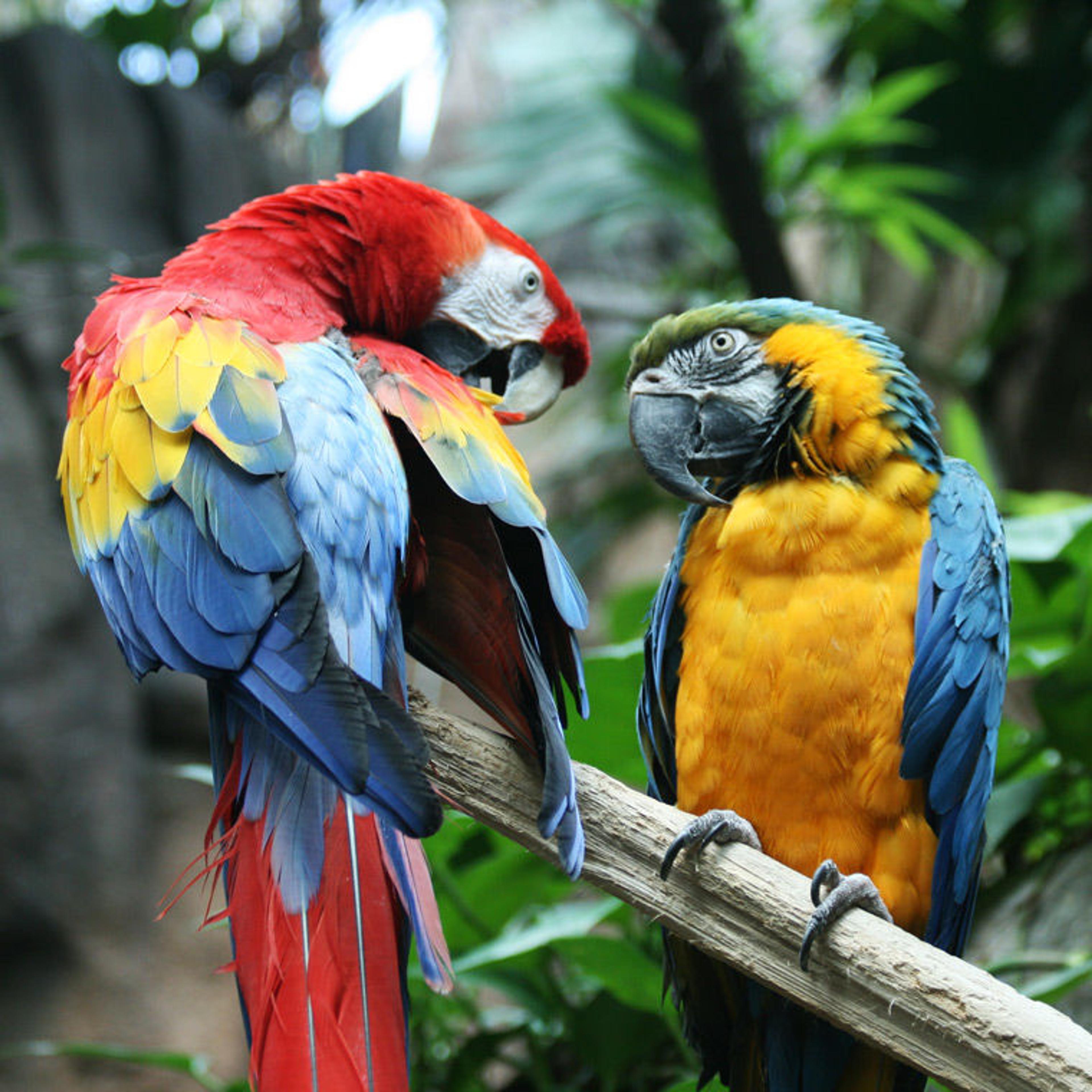 Scarlet macaw (left) and blue-and-yellow macaw (right) sit on a tree branch in a rainforest