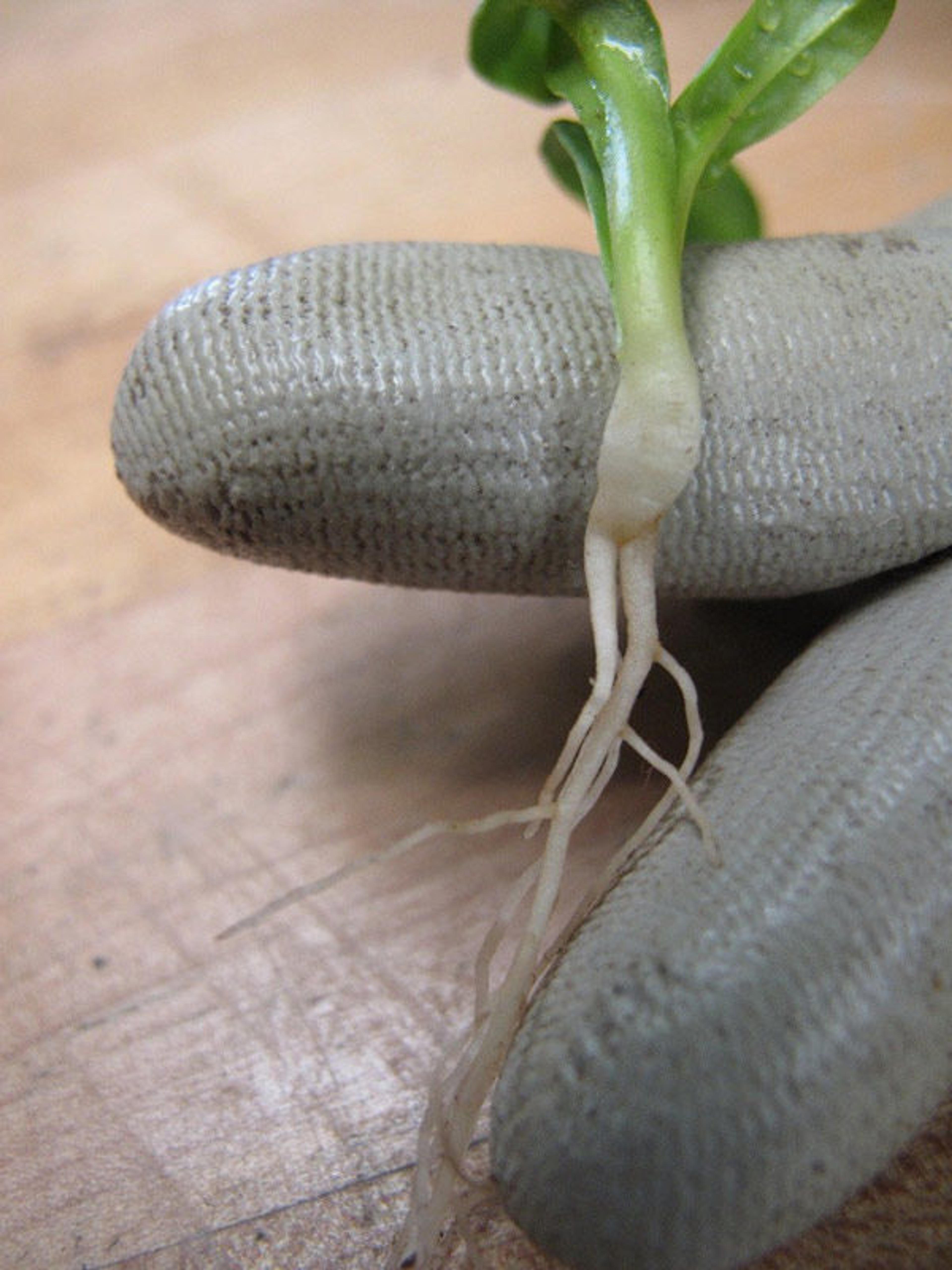 A bare rooted mandrake (Mandragora officinarum) seedling already showing its forked taproot, reminiscent of two legs. Photo by Yvette Weaver