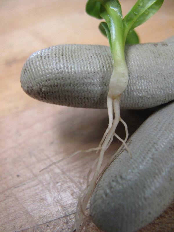A bare rooted mandrake (Mandragora officinarum) seedling already showing its forked taproot, reminiscent of two legs. Photo by Yvette Weaver
