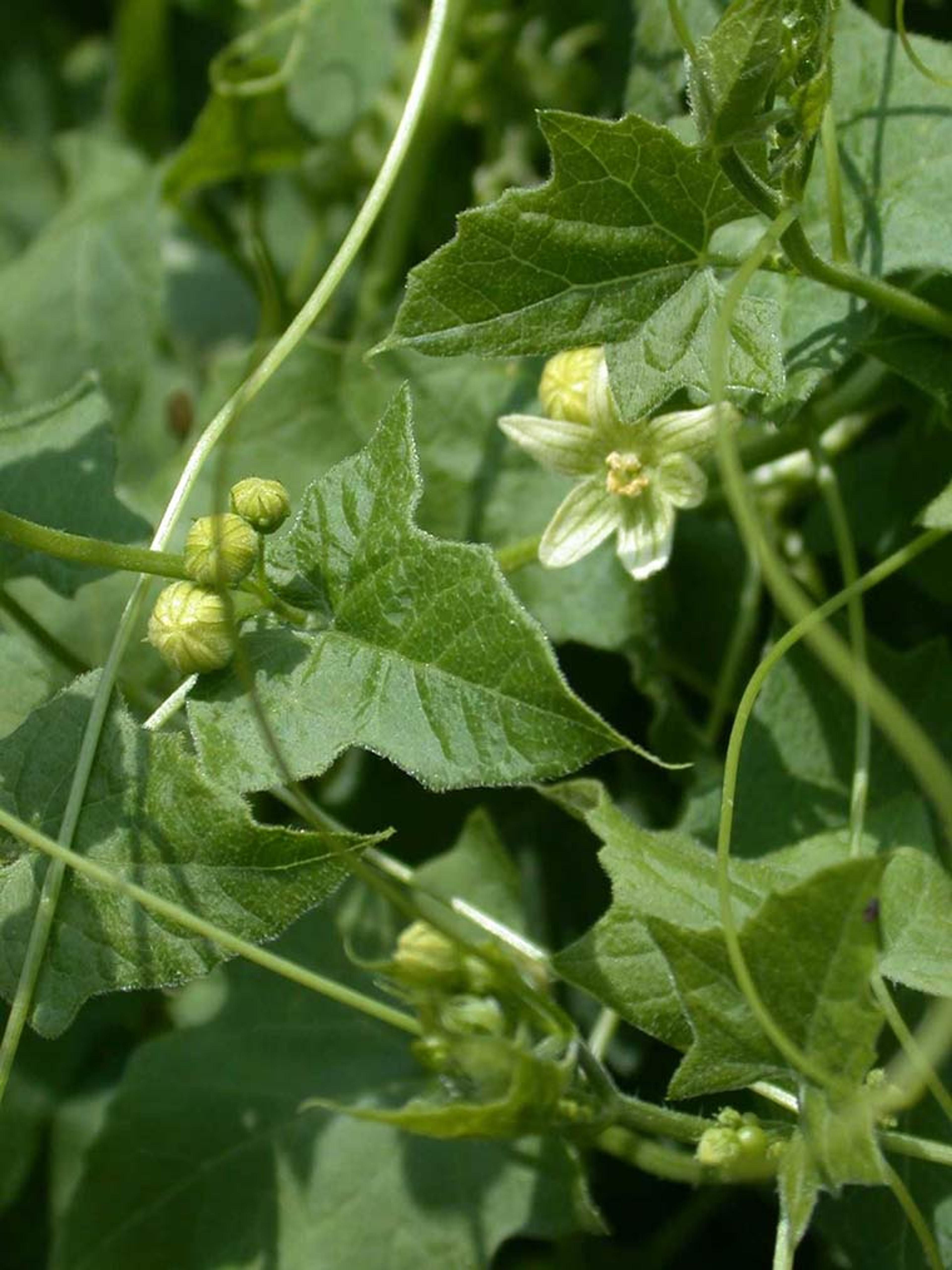 Red bryony vine blooming in June