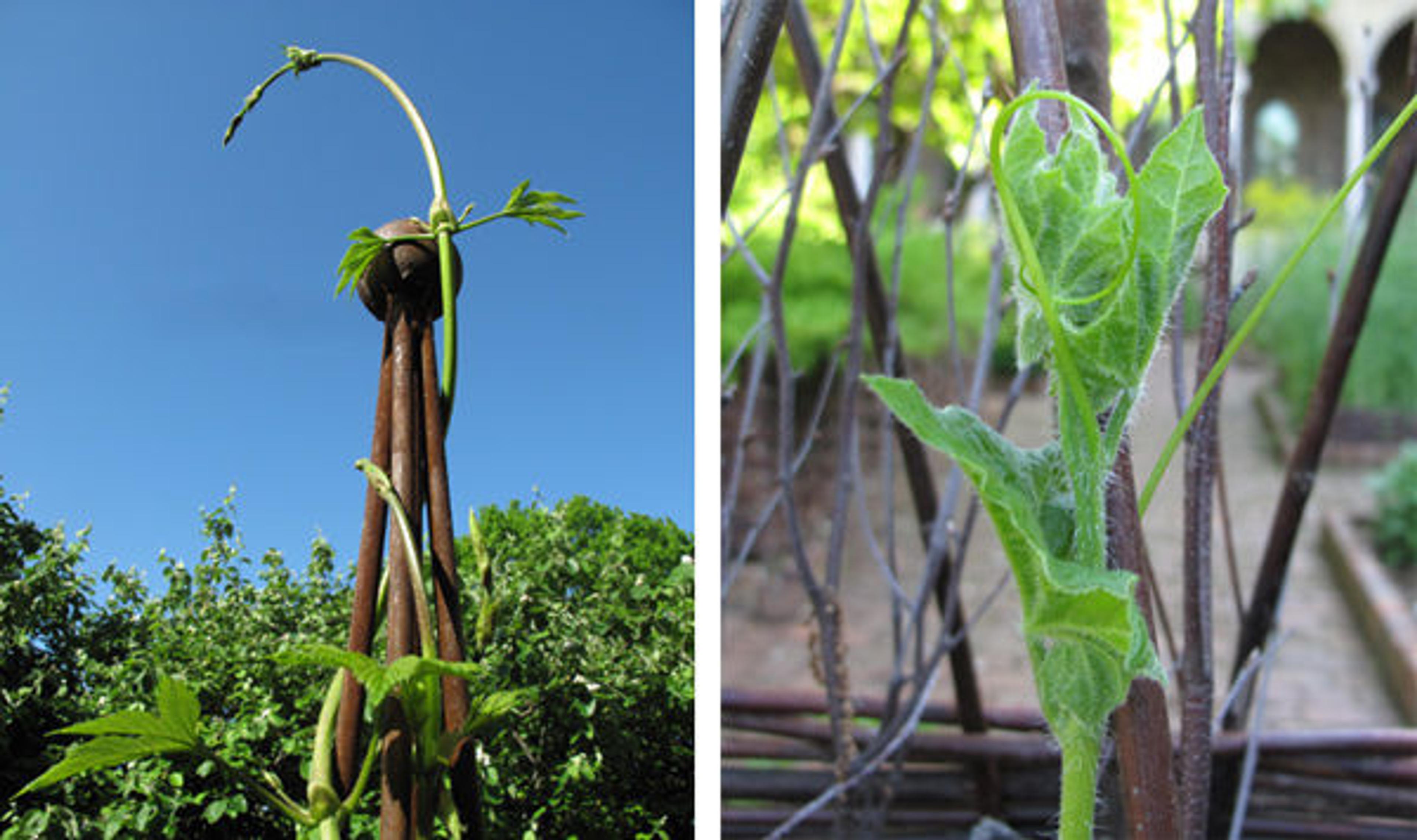 Hops (left) and bryonia (right)