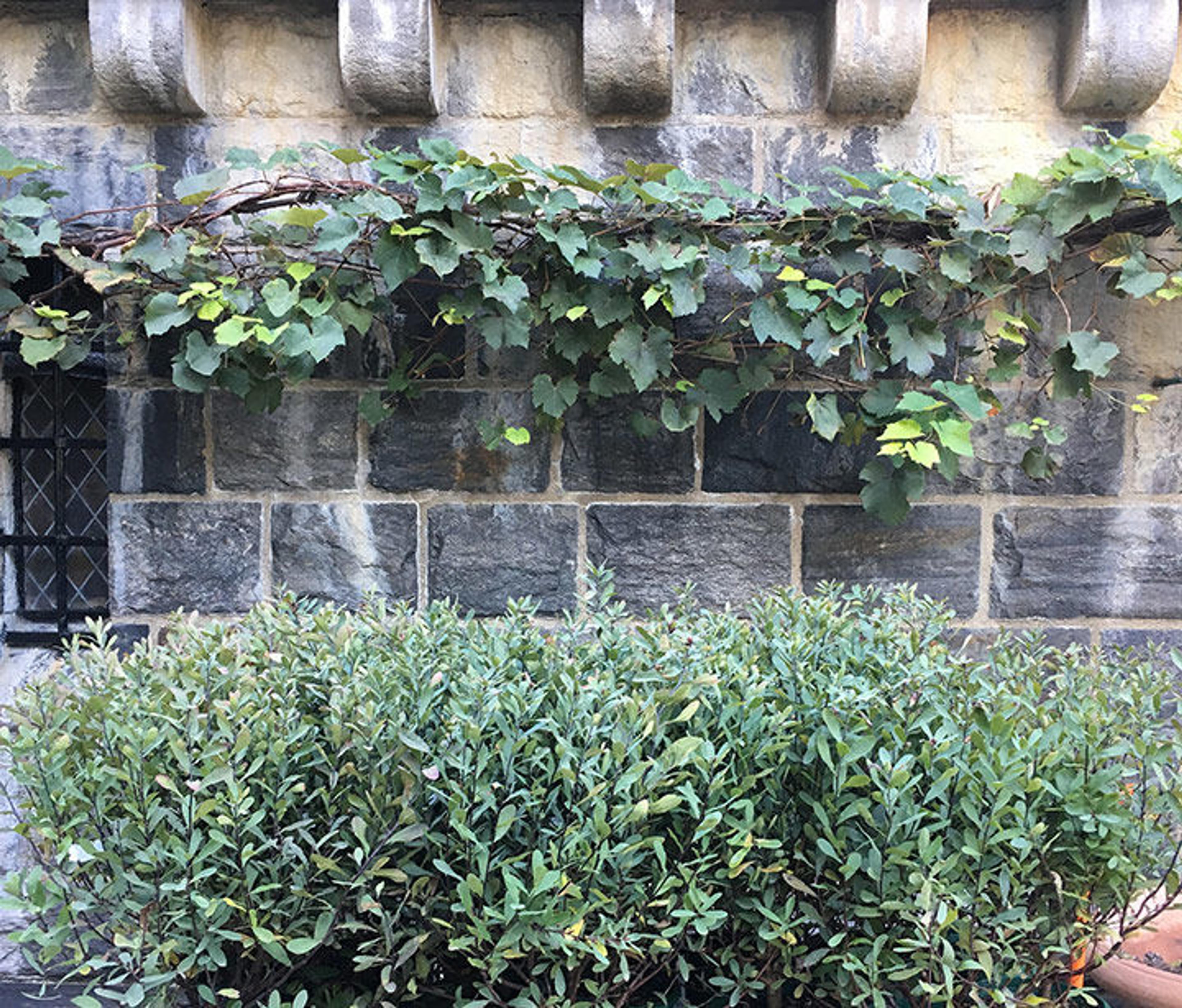 Grapes and other gruit herbs grown at The Met Cloisters