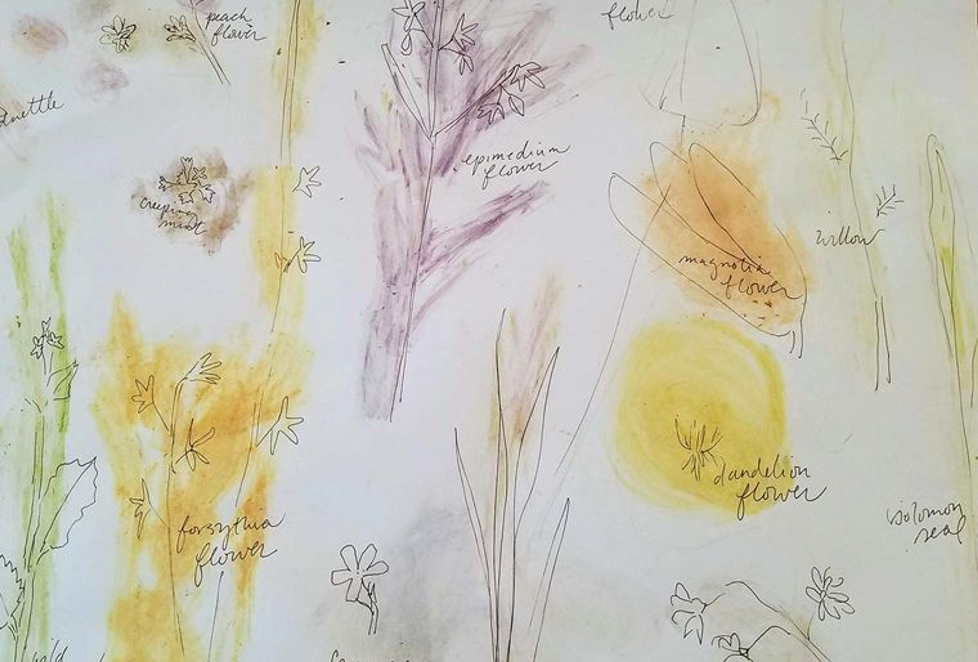 The outline of various plants and herbs sketched onto a white piece of paper, surrounded by stains made from rubbing the plants and handwritten notes about each plant.