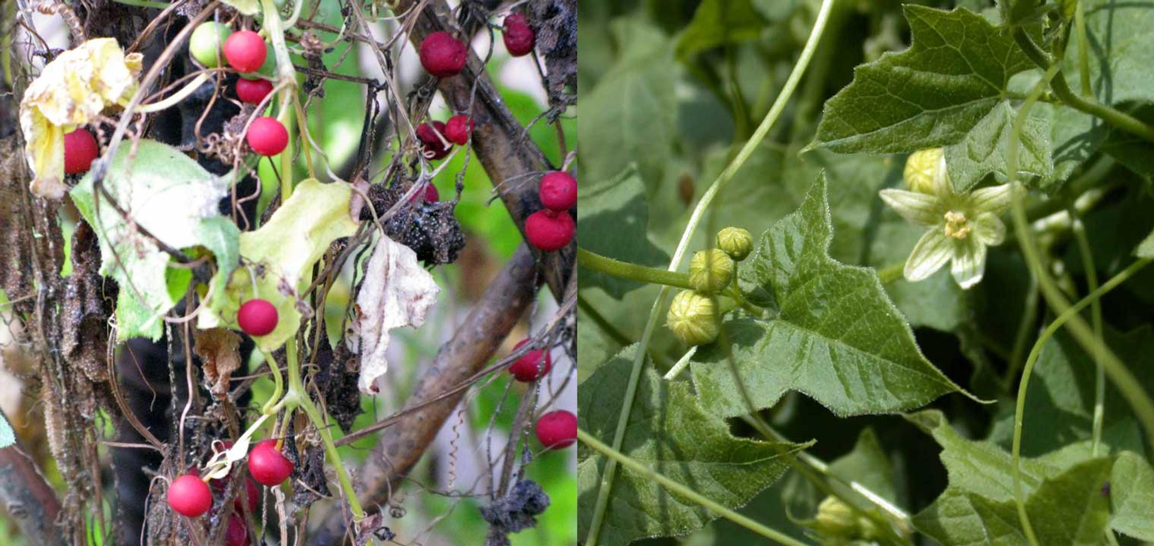 Close-up view of ripe red bryony on the vine