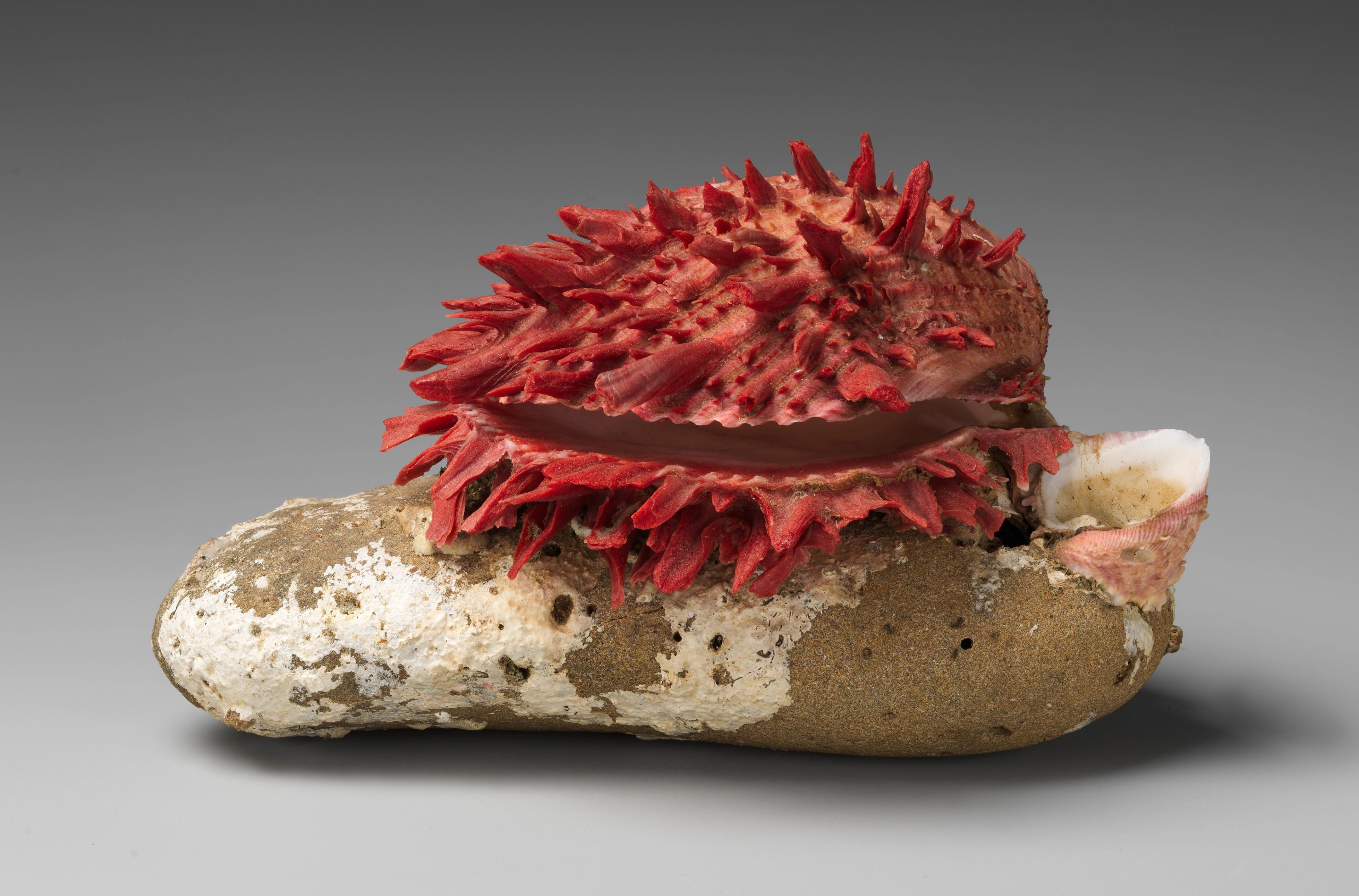 A red, spiky Spondylus shell, sitting atop a brown and white rock.