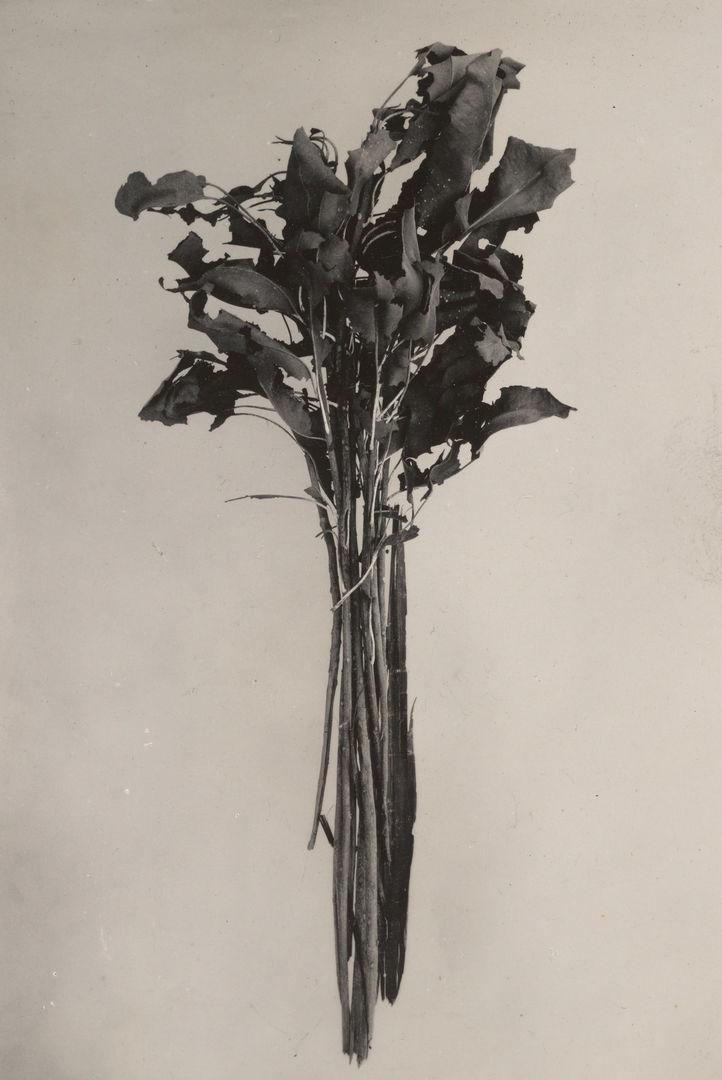 A bouquet of plant material, tied together loosely at the top of the stems.