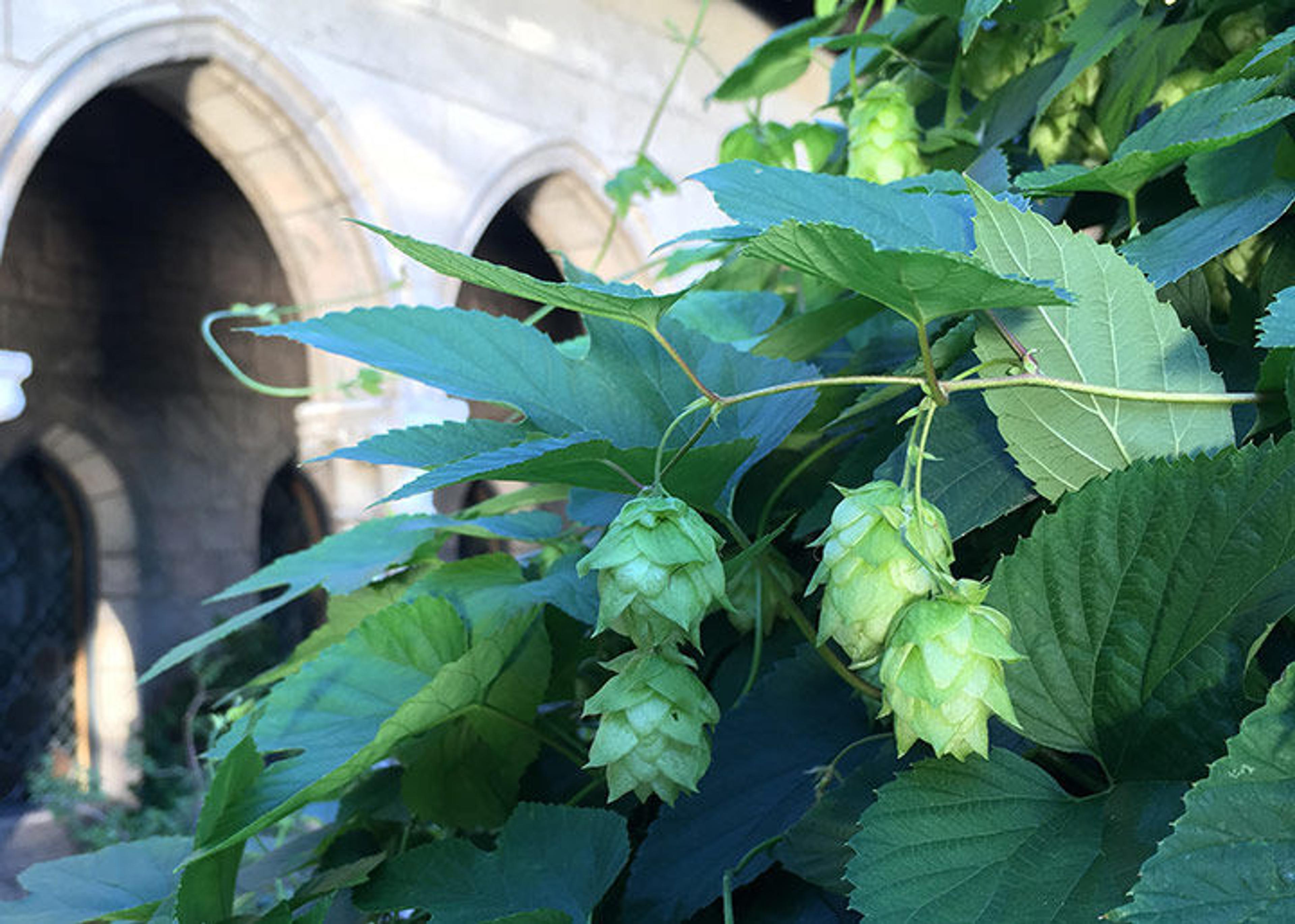 Hops grown at The Met Cloisters