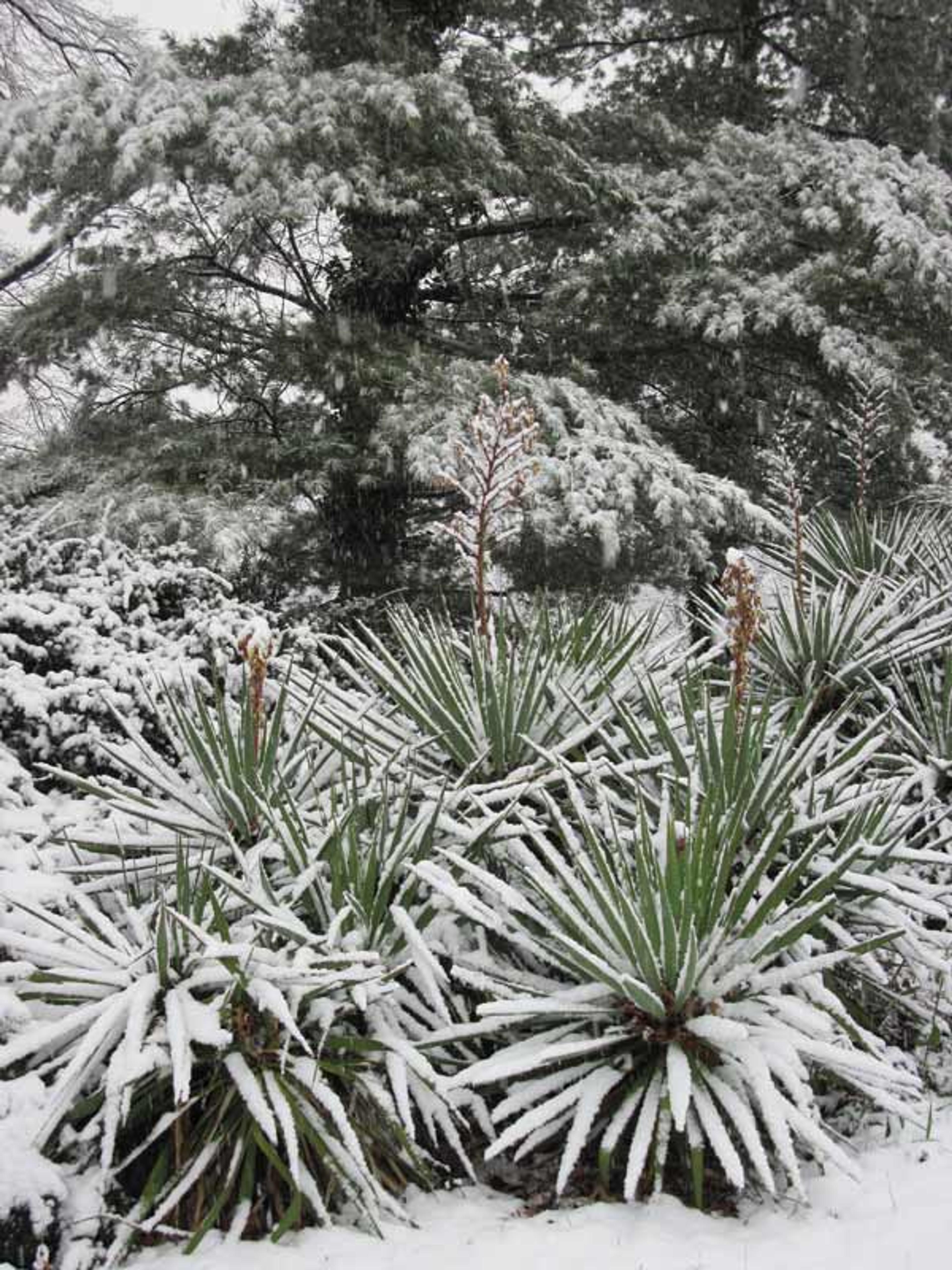 Adam’s needles (Yucca filamentosa). Photograph courtesy of Louise Crowley