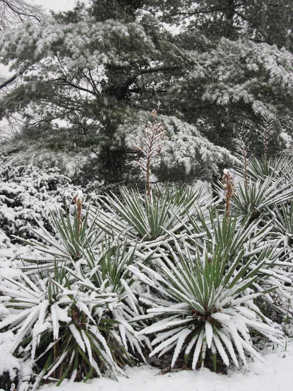 Adam’s needles (Yucca filamentosa). Photograph courtesy of Louise Crowley