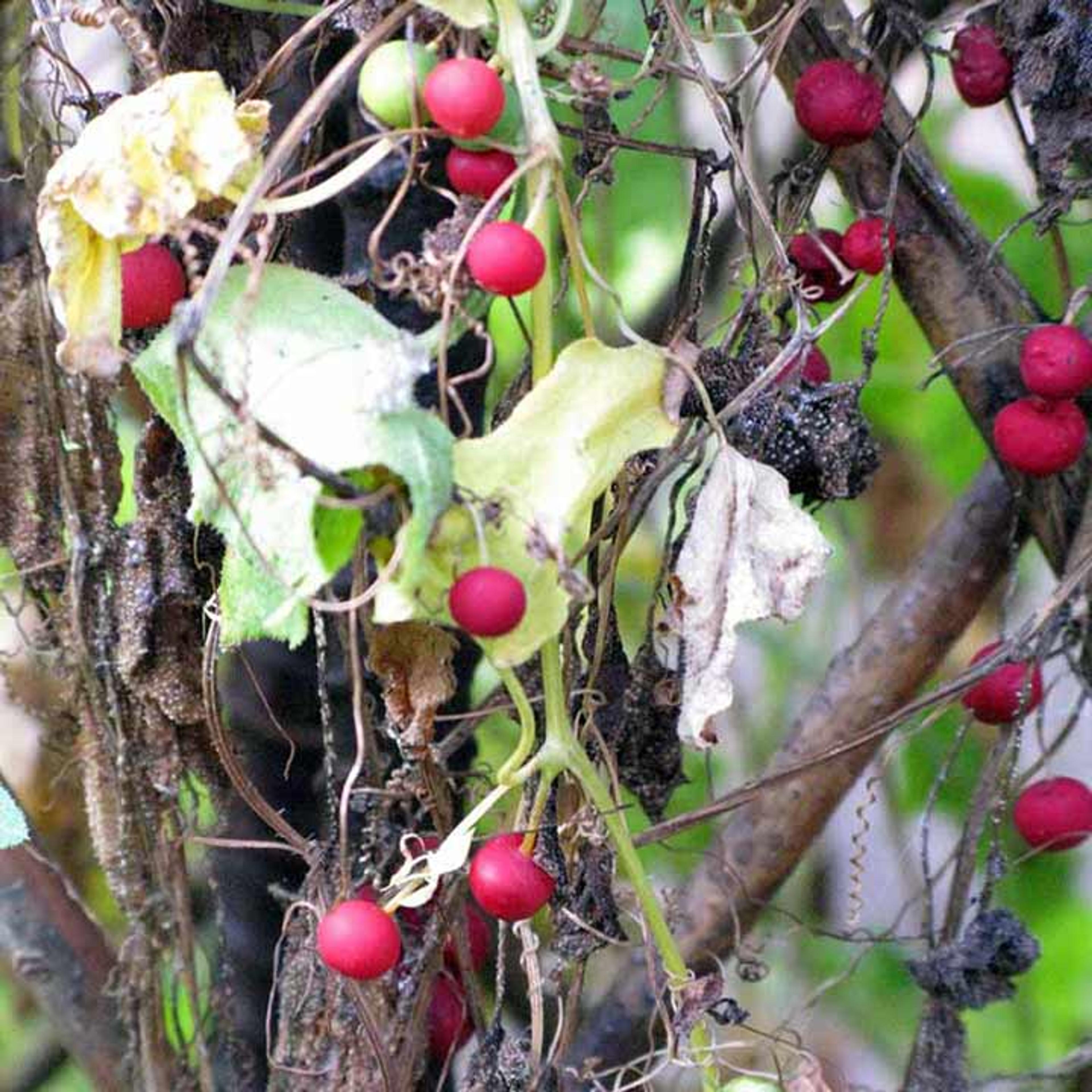 Close-up view of ripe red bryony on the vine