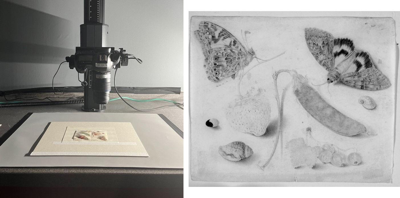 Composite image of a drawing of fruits insects and shells being photographed on the multispectral imaging station and the resulting infrared image