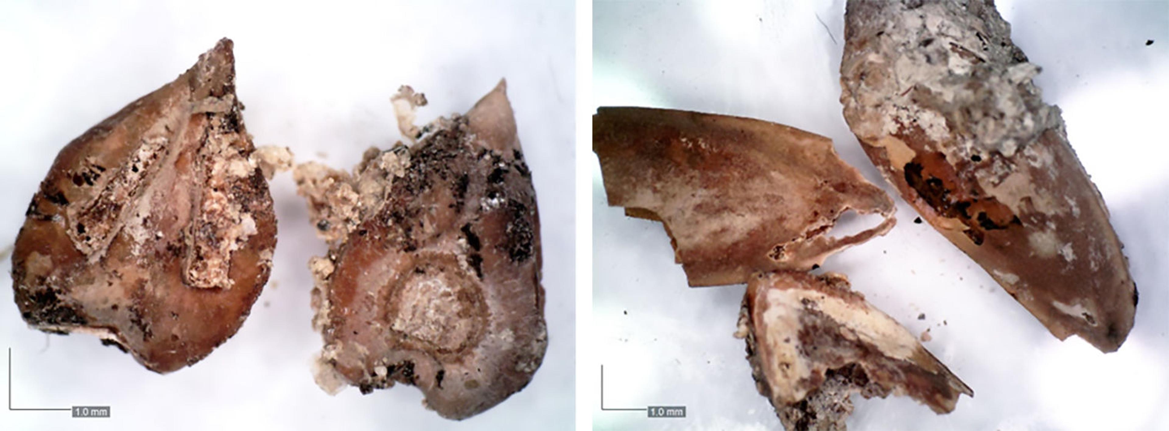 Two close up images of pieces of brown seeds.