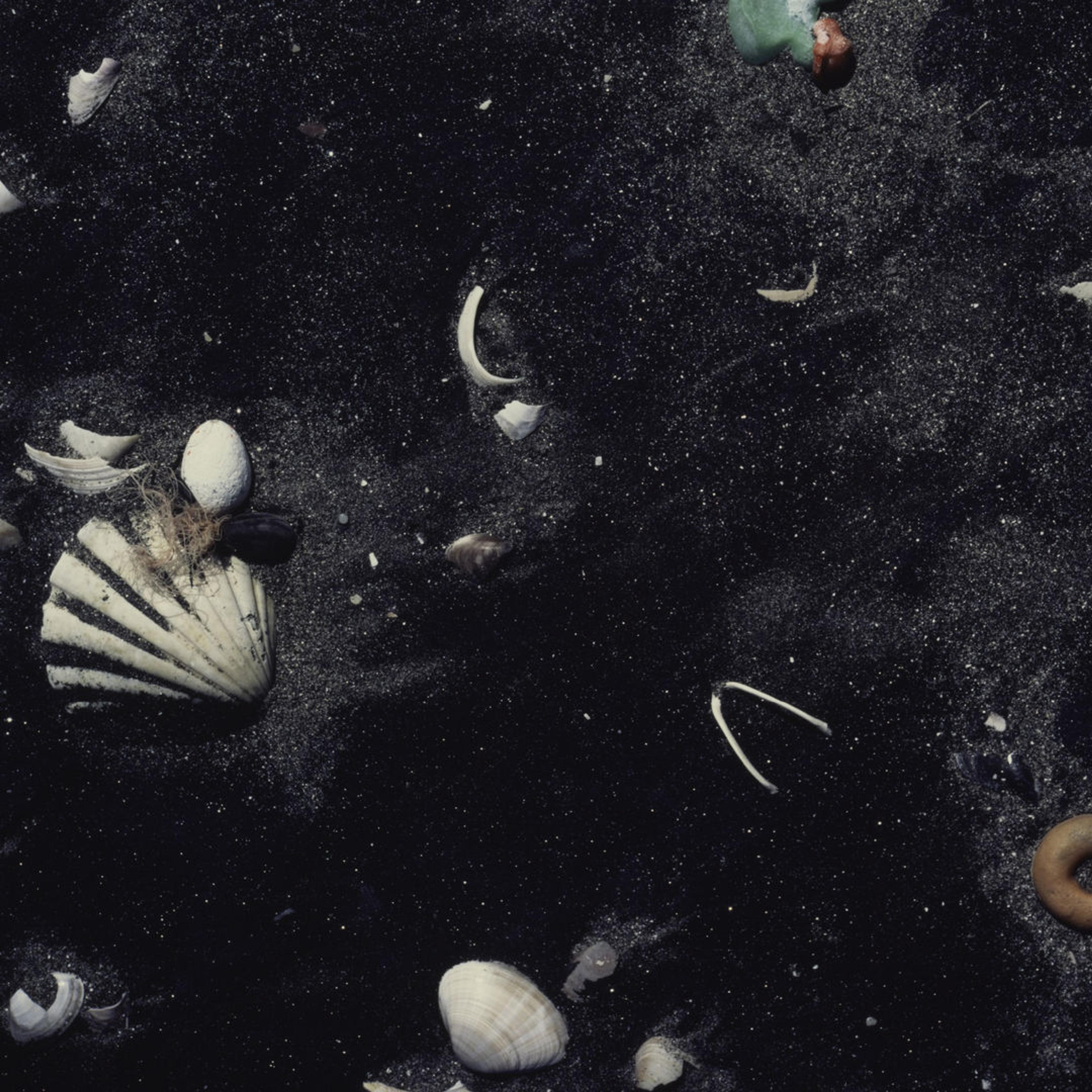 Close up of ocean debris, including shells and rocks, against glittering black sand.