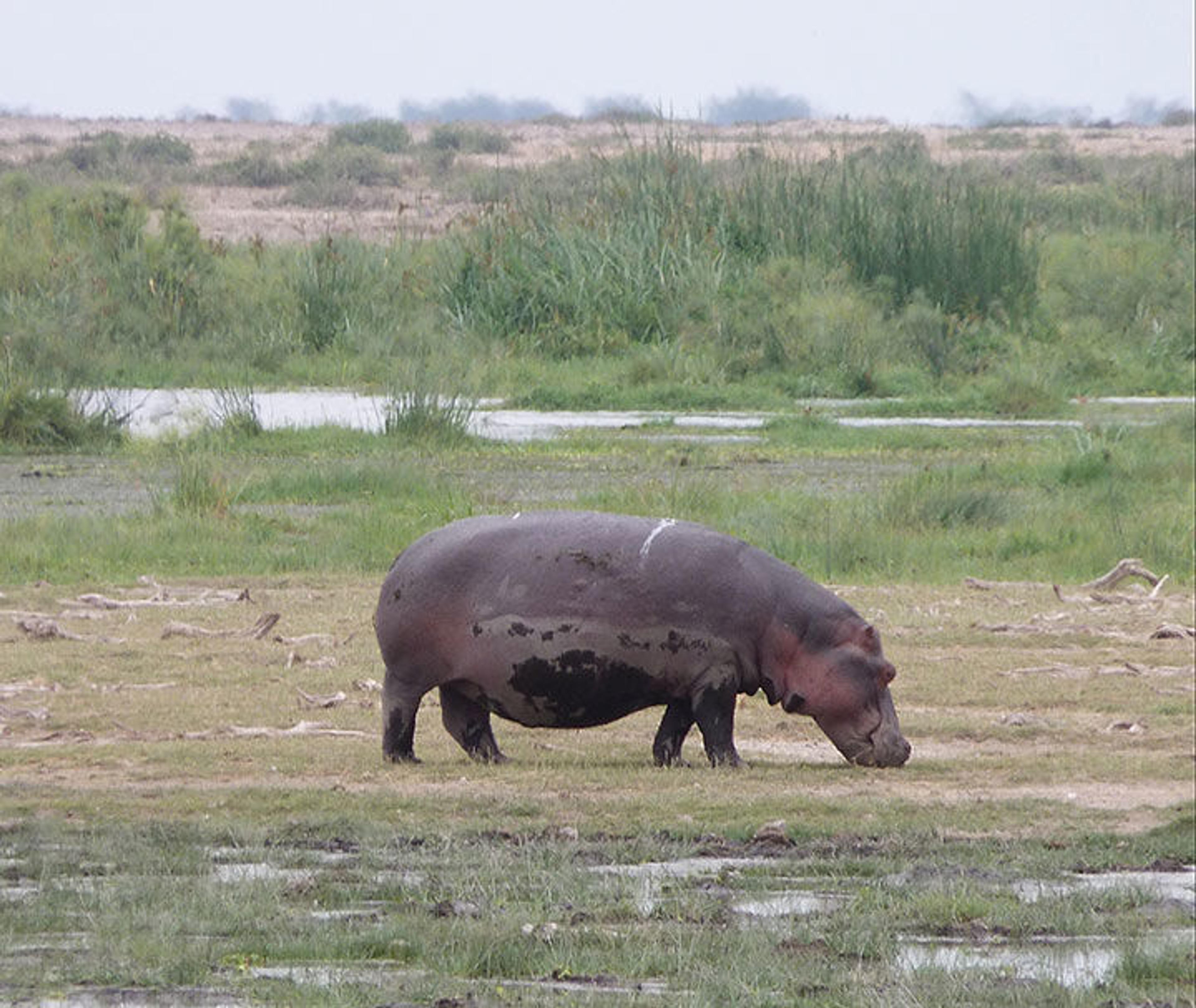  A real hippo in wetlands near the dried-up bed of Lake Amboseli. The hippo is brown and its underside is pinkish.