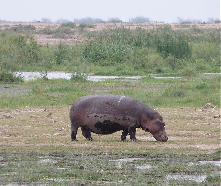 A real hippo in wetlands near the dried-up bed of Lake Amboseli. The hippo is brown and its underside is pinkish.