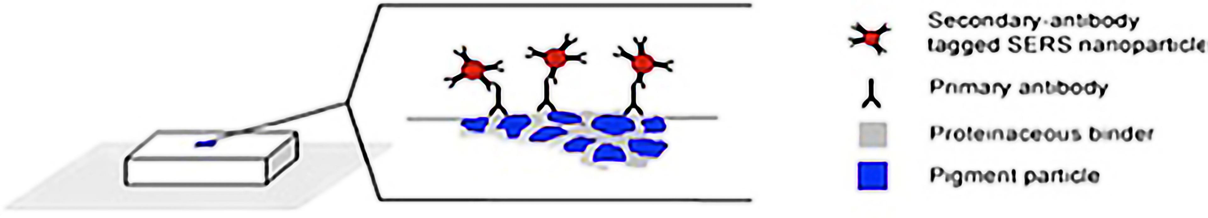 Diagram of the Immuno-SERS experiment showing the relationship between antibodies, proteinaceous binders, and pigment particles