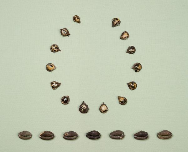 Fourteen pendants for a necklace (top) and seven beads in the shape of cowrie shells (bottom)