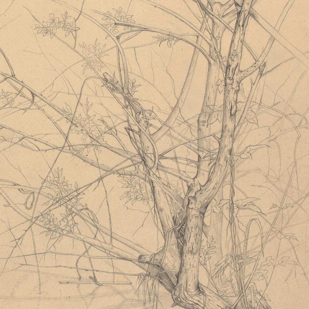 Graphite - The Metropolitan Museum of Art