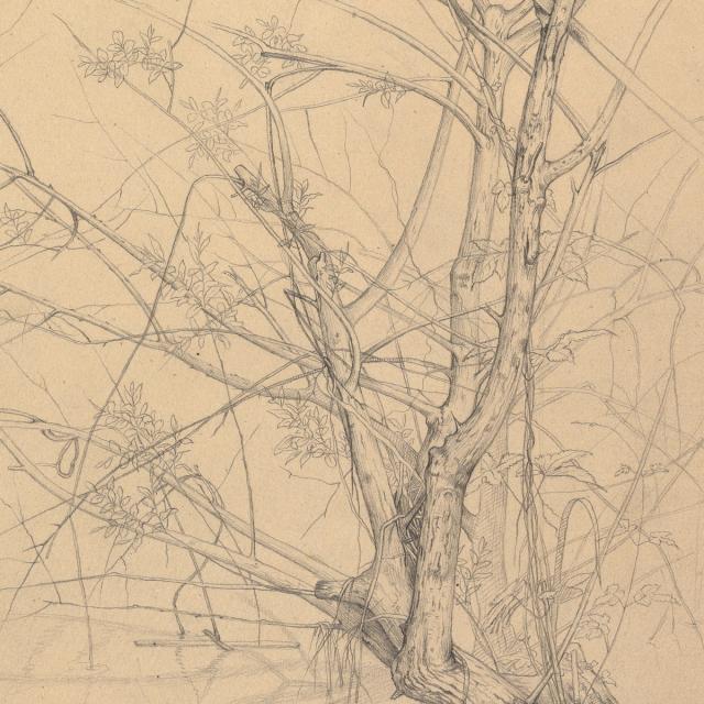 Graphite - The Metropolitan Museum of Art