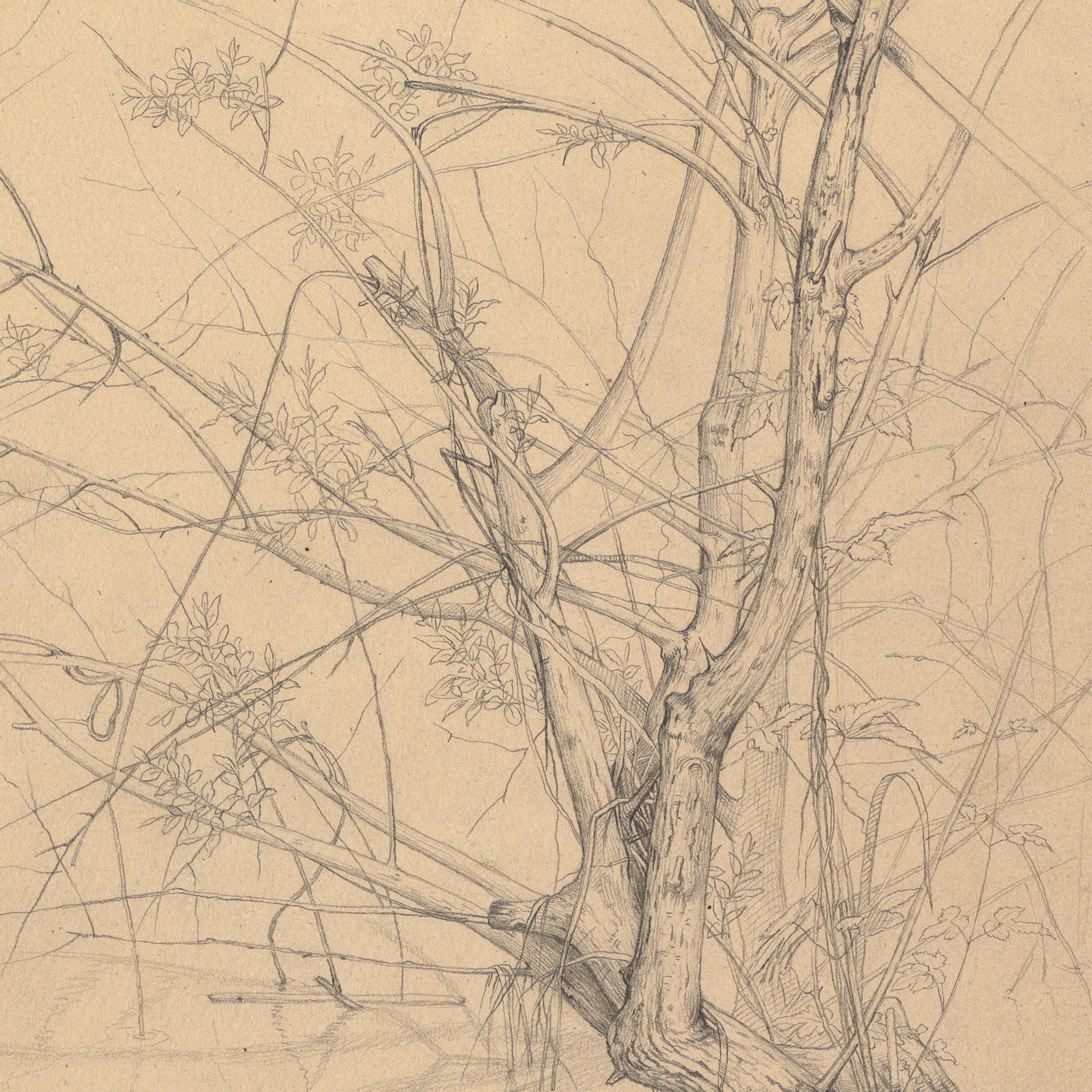Detail from a pencil drawing of bare tree branches on aged, yellow paper.