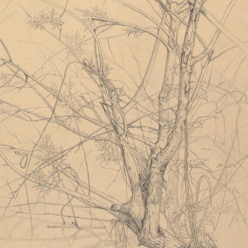 Graphite Line Work Graphite - The Metropolitan Museum of Art