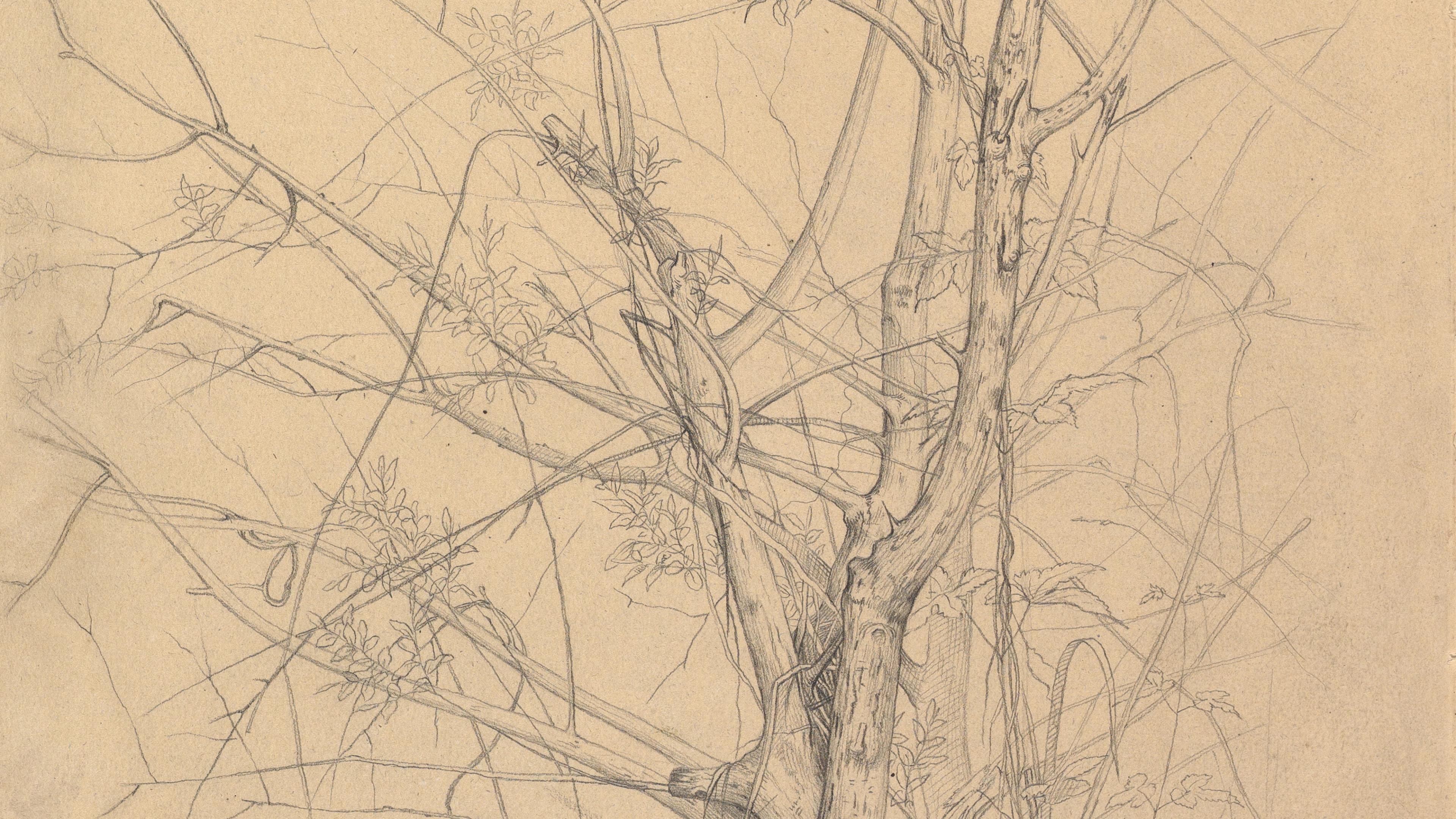 Detail from a pencil drawing of bare tree branches on aged, yellow paper.