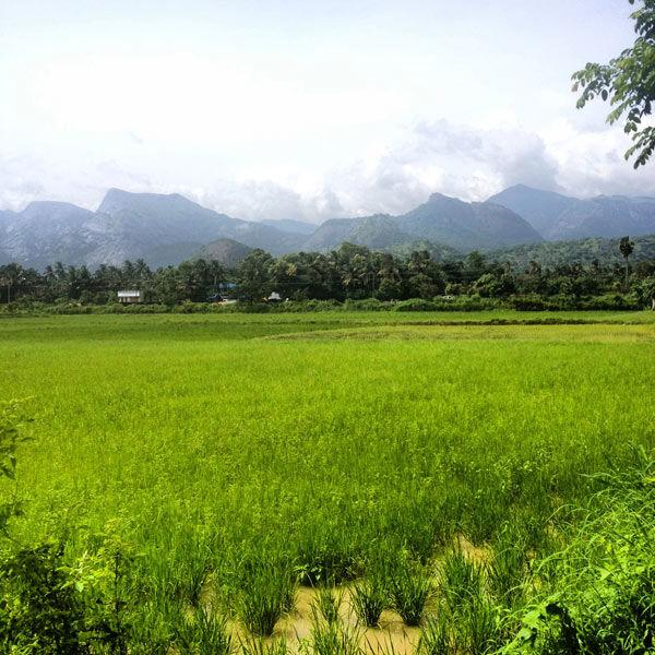 The Western Ghats overlooking rice fields in Kerala. The mountainous regions of South India are home to extensive tea plantations. The cultivation of tea (Camellia sinensis), a shrub native to East and South-East Asia, was introduced during British colonial rule.