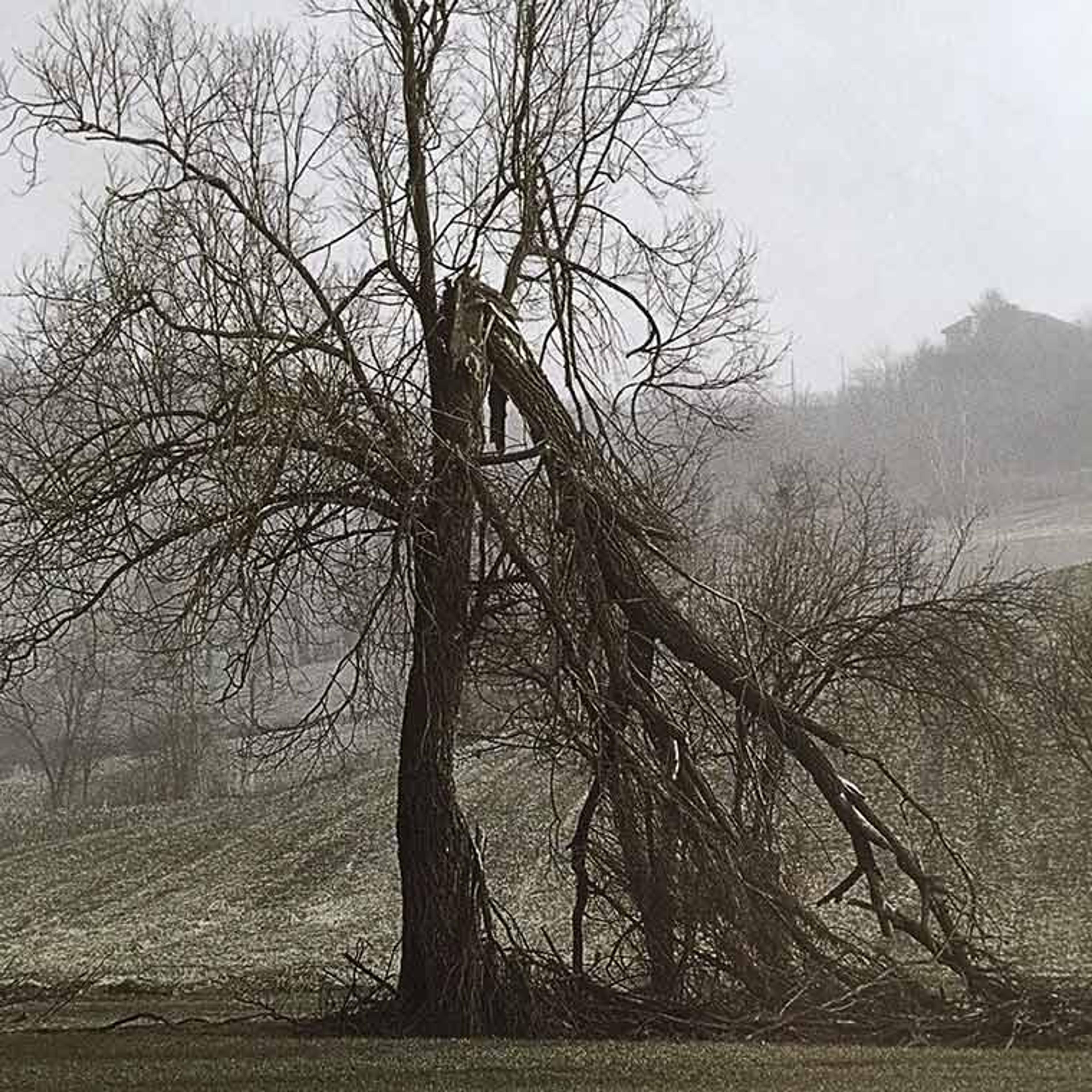 Pierluigi Fresia cover of a tree