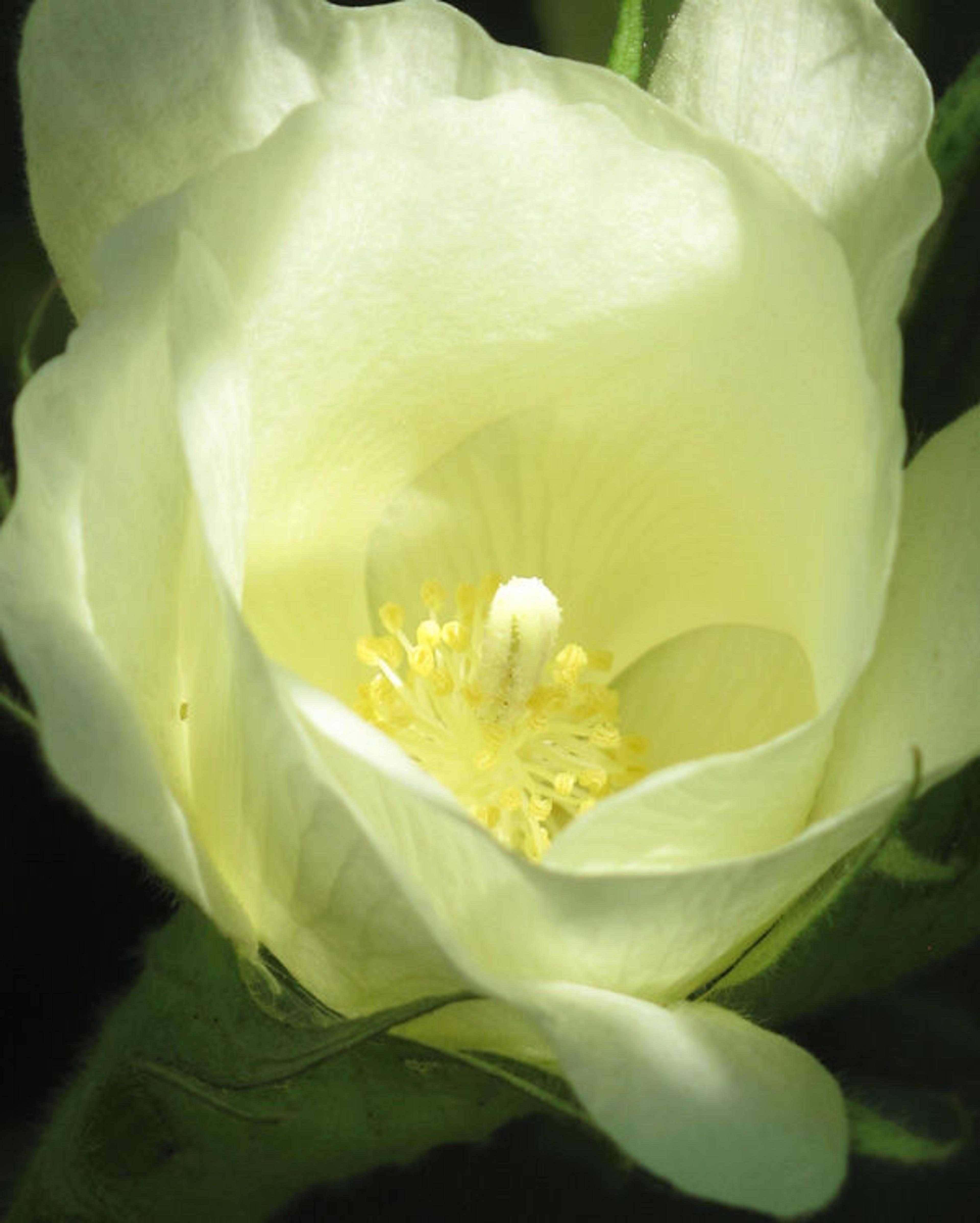 The Levant cotton grown in Bonnefont Herb Garden