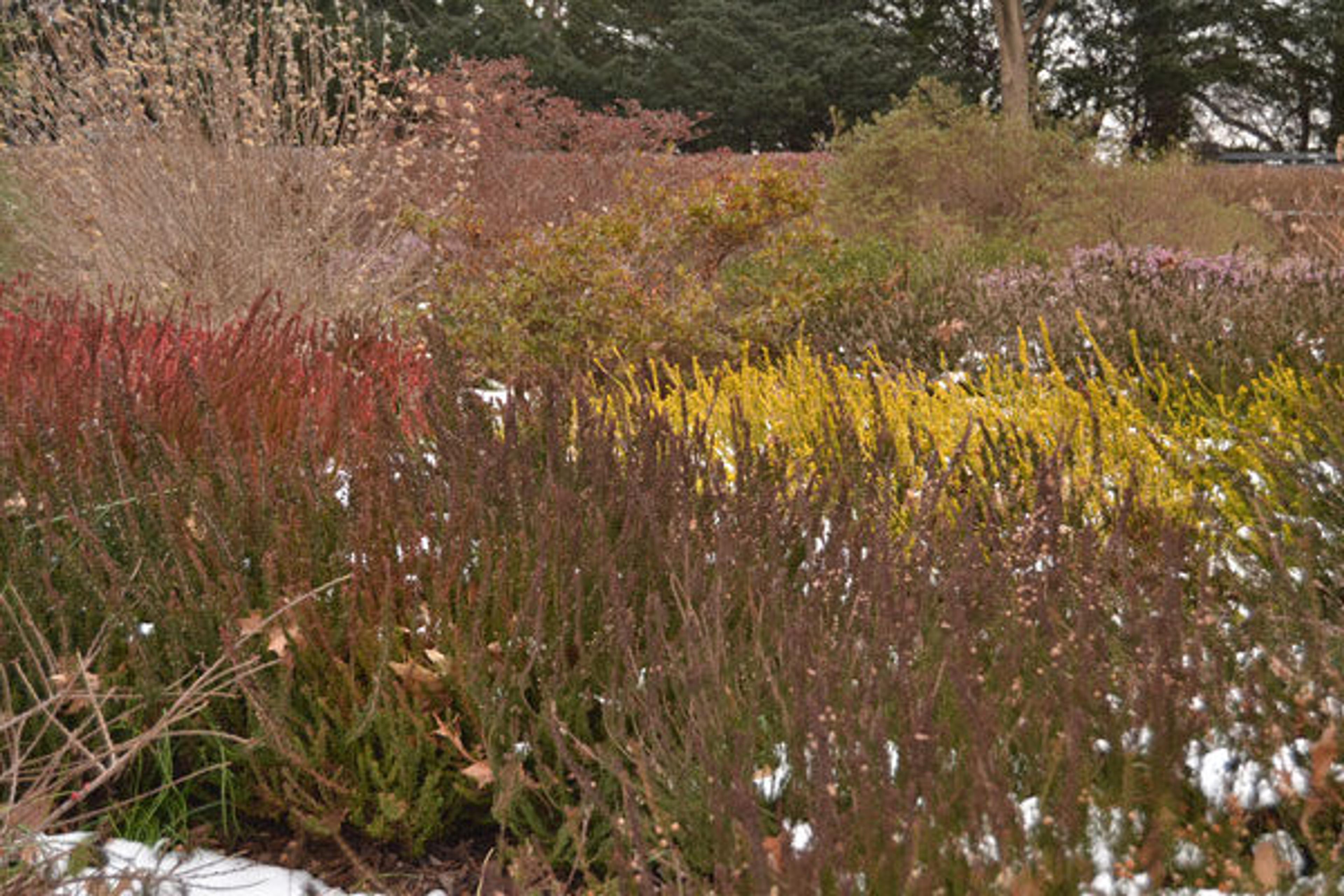 The crimson scale-leaves of Cupraea and Firefly and the golds of Gold Haze and Beoley Gold stand out from behind Goldsworth Crimson’s russets