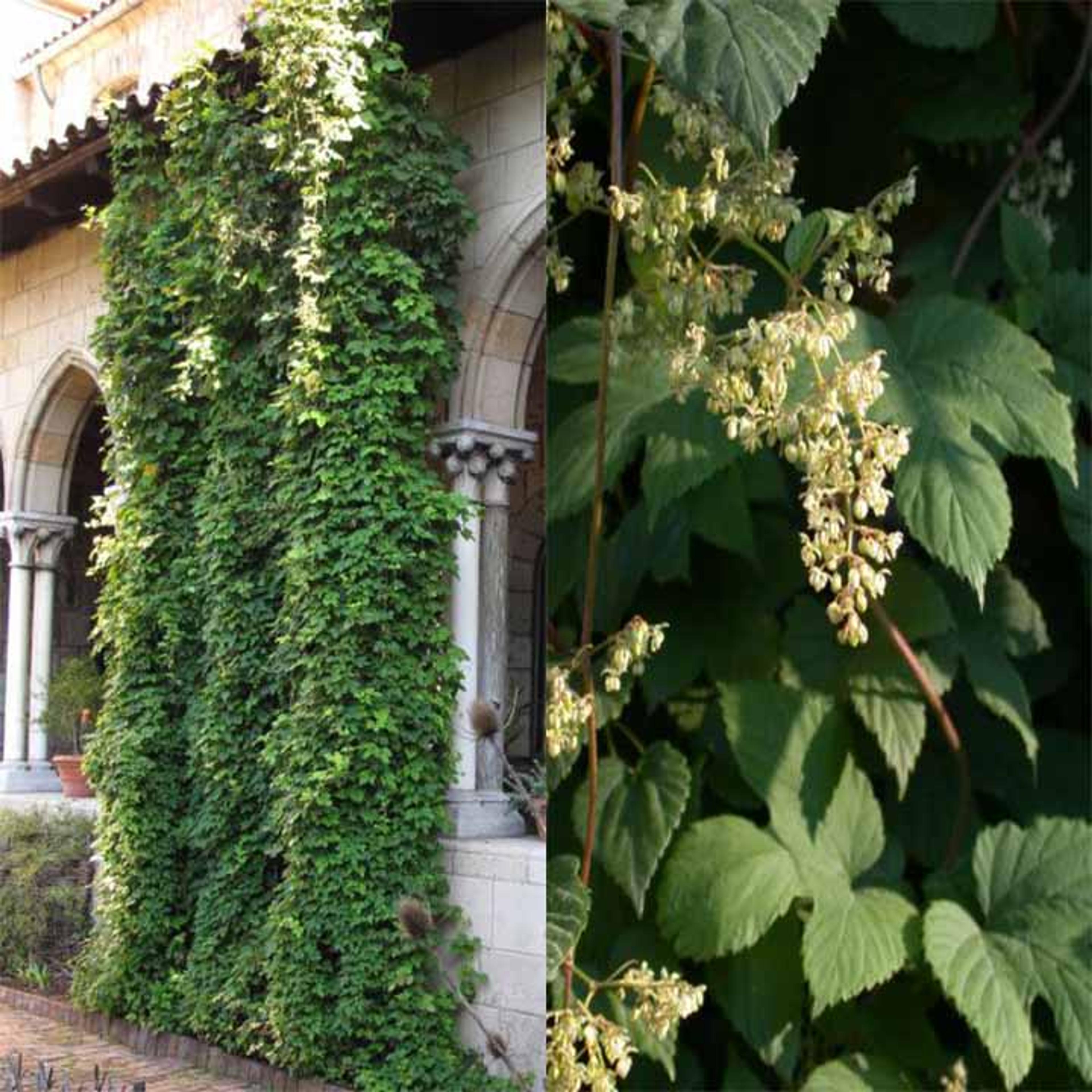 A hop bine growing in The Cloisters Garden; Detail of a male hop plant