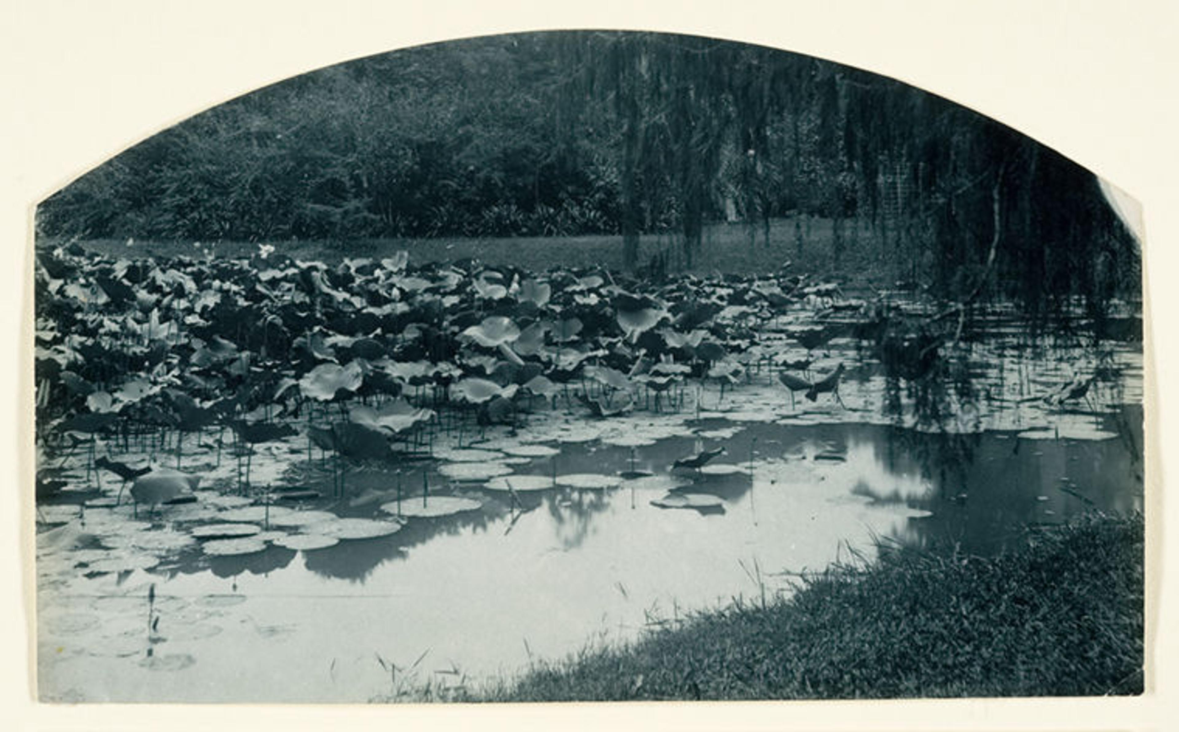 Adolf de Meyer's honeymoon in Japan