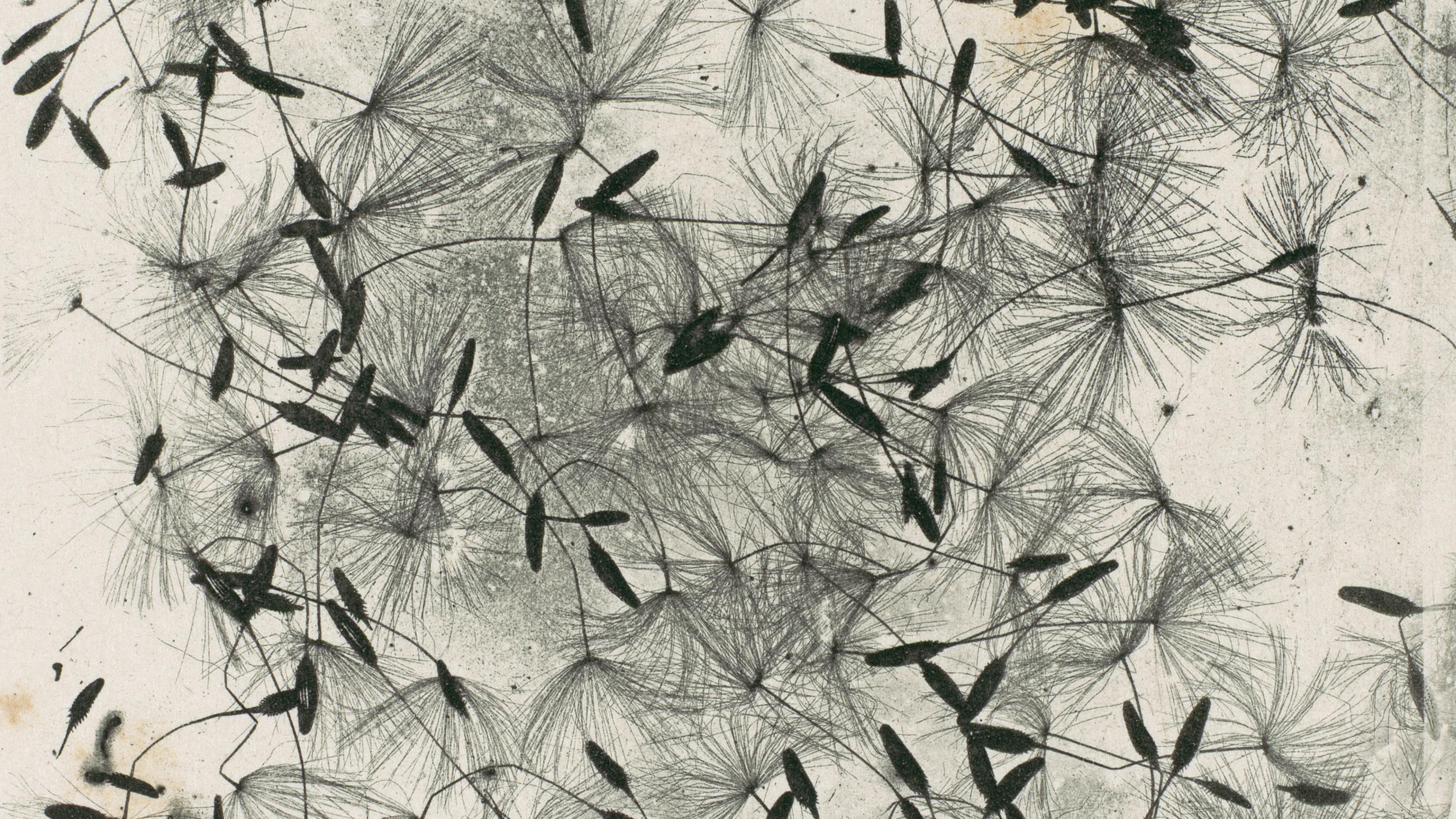 Black-and-white print of wispy dandelion seeds.