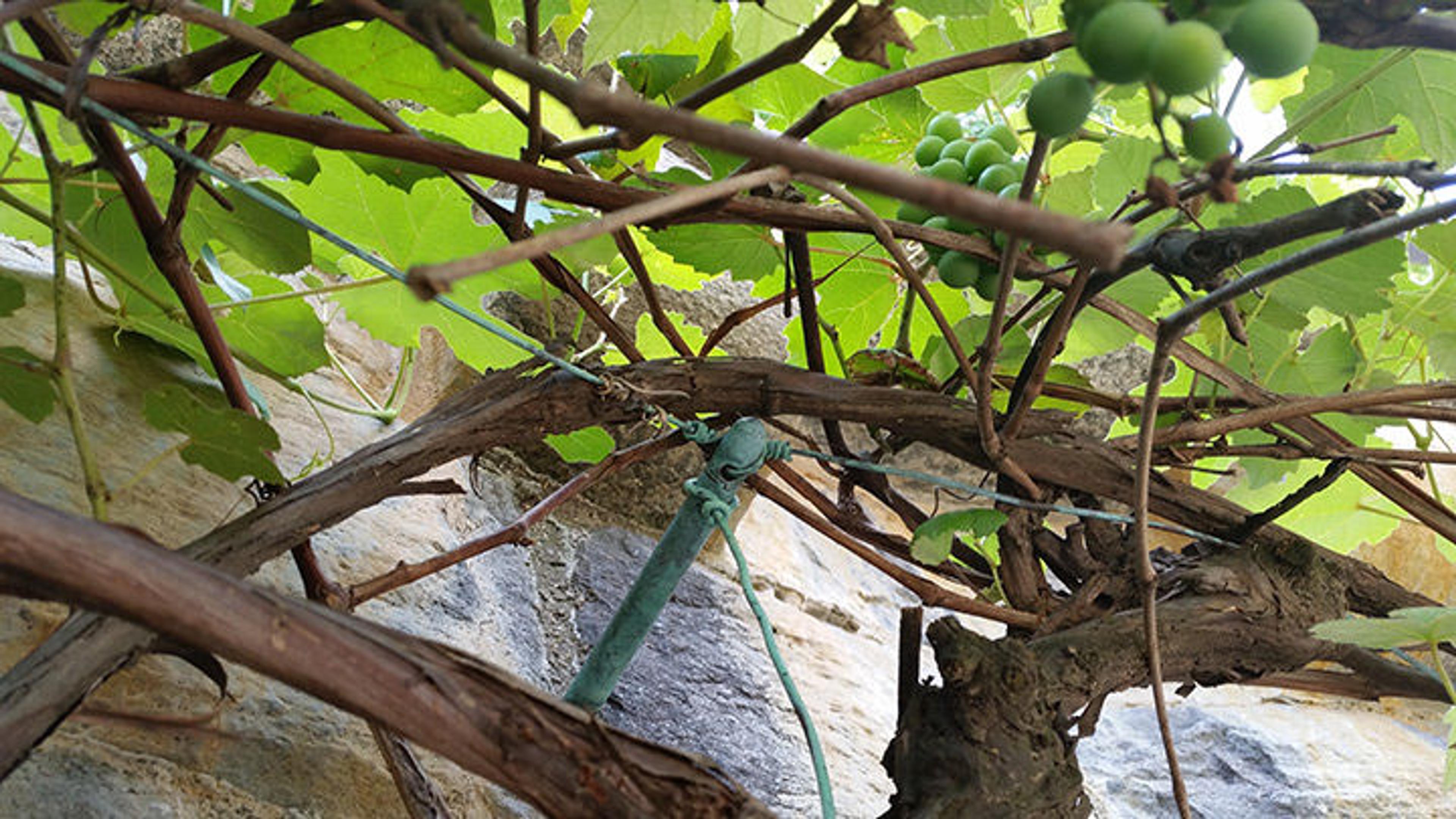 A detail shot of the grapevines at The Met Cloisters