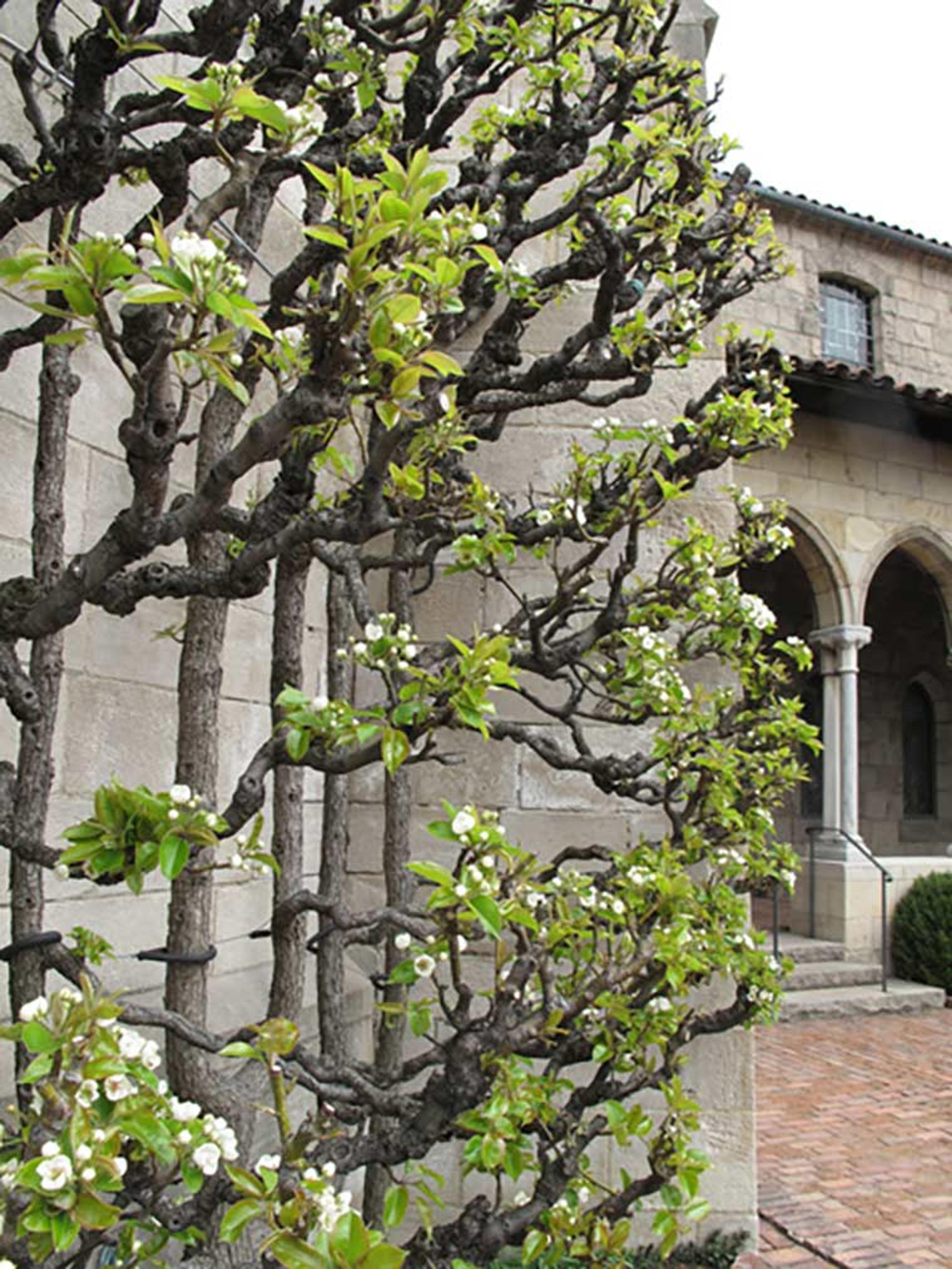 Pear tree at The Met Cloisters garden
